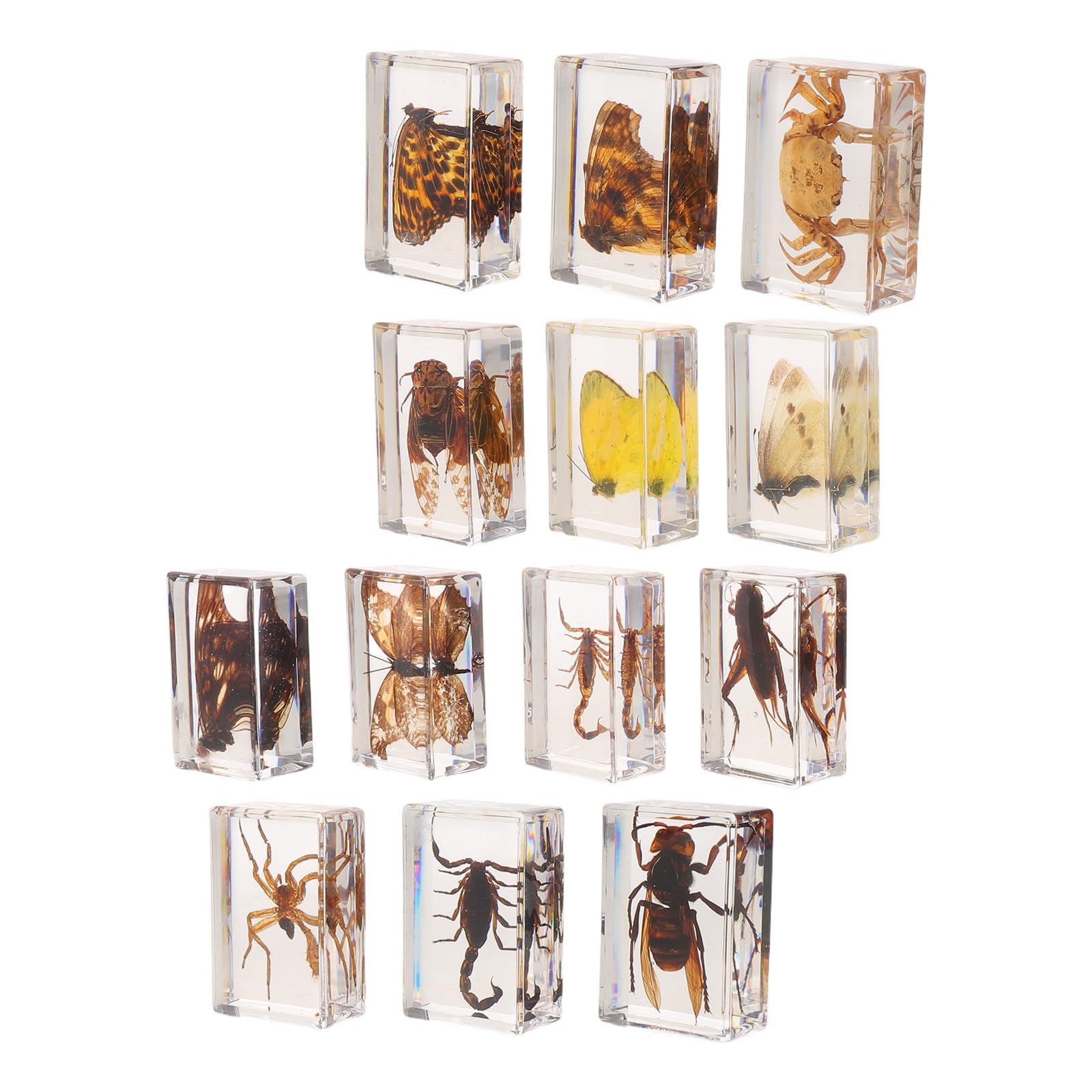 YARNOW 20 Pezzi Specimen Entomologico in Resina Trasparente per | Valore Espositivo, Lettura Visiva Chiara, Supporto Didattico Versatile, per Aula di Biologia e Collezione