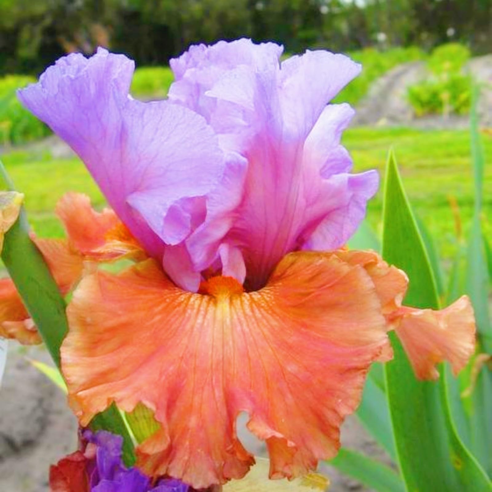 Iris Bulbs for Planting Now UK,Wedding Flowers,Plant Bulbs,Cut Flowers,Hardy Perennial,Garden Flowers,Iris Bulbs,Strong Plants That Grow Well-5Bulbs-I