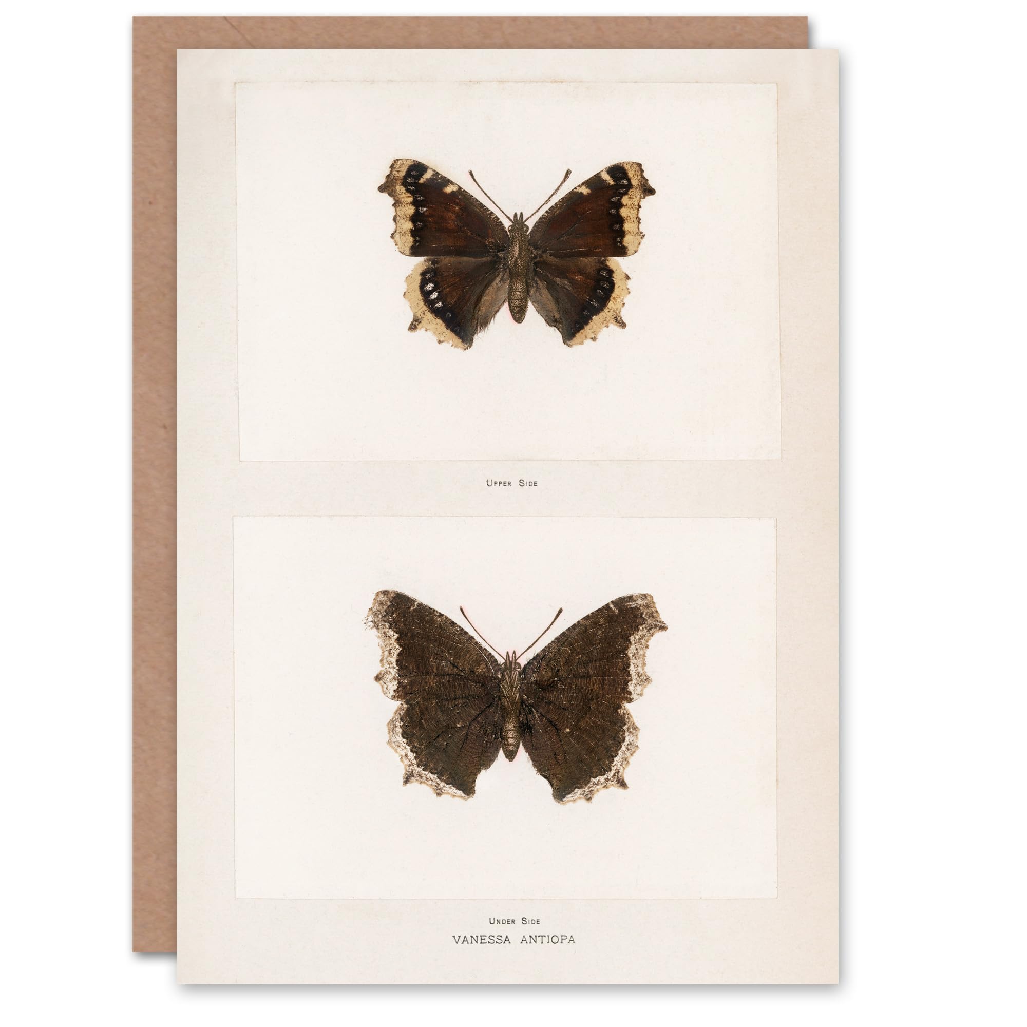 Artery8 Sherman Denton Art Card Mourning Cloak Butterfly