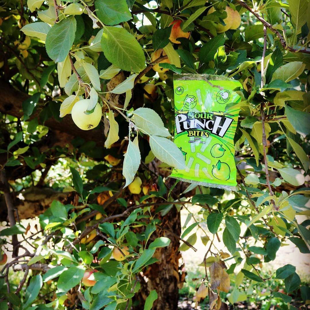 Sour Punch Bites, Sour Apple Fruit Flavored Soft & Chewy Candy, 5oz Bag (12 Pack) : Gummy Candy : Grocery & Gourmet Food