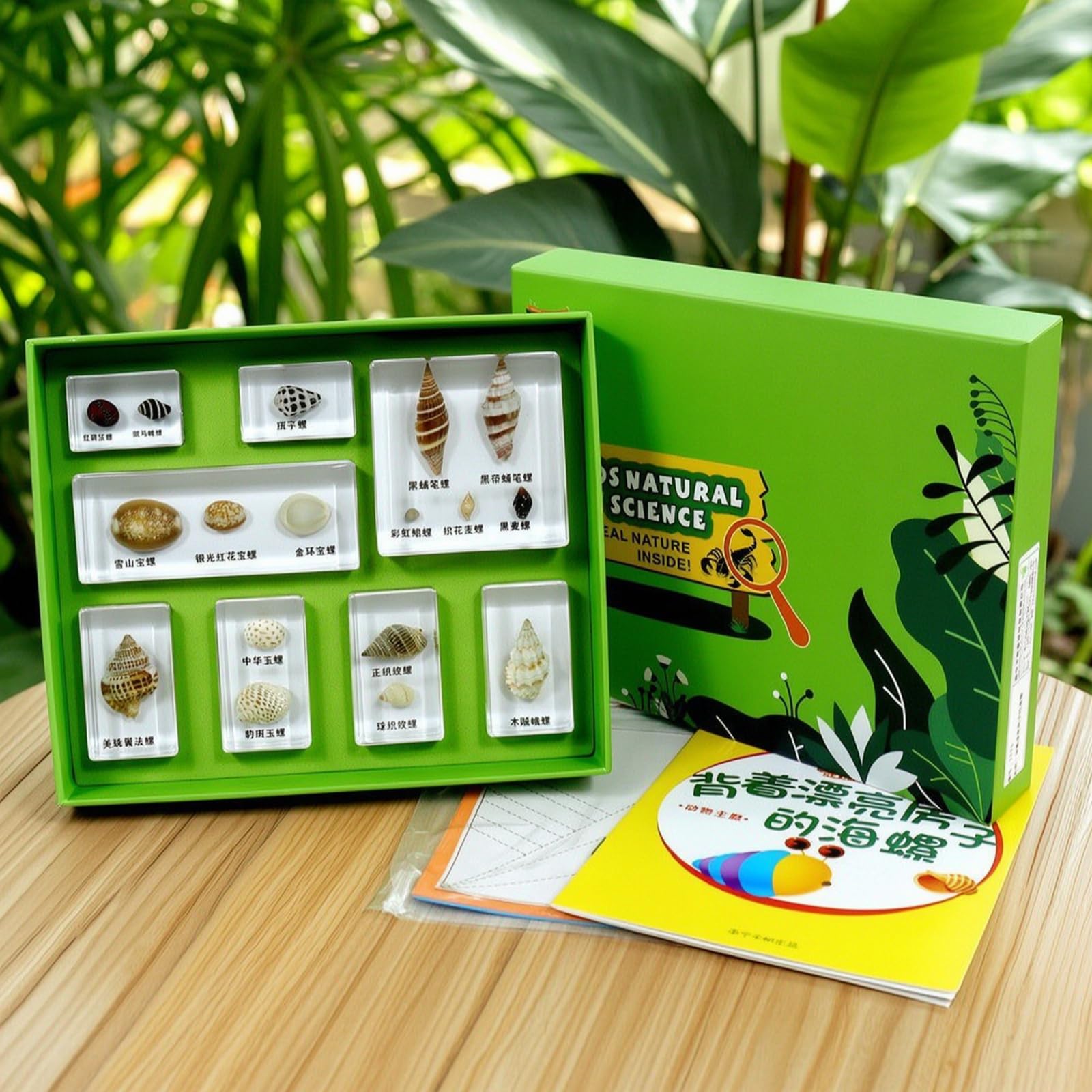 Especimen Educativo Infantil Conjunto de Aprendizaje de Biología Bloques de Resina con Bandeja Incluye Hojas Didácticas y Tarjetas Caja Clasificadora, Concha con Una Hermosa Casa