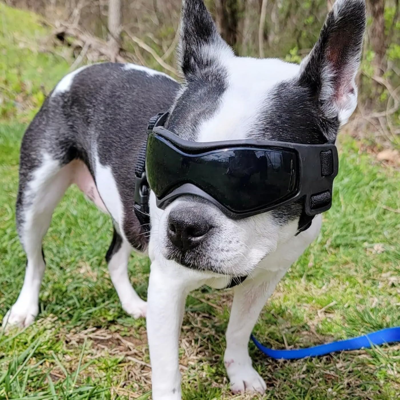 NAMSAN Gafas de Sol para Perros Medianas antirayos UV para Perros pequeños a medianos, Gafas de Motocicleta Ajustables para Perritos, Color Negro