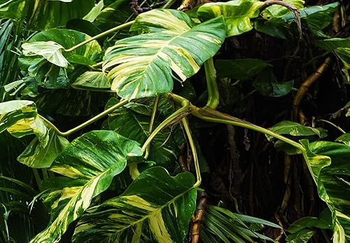 Miniatura 4 de artgeist Mural de pared premium tropical 197 x 110 pulgadas, papel tapiz no tejido, decoración de pared de vellón, impresión fotográfica, diseño de