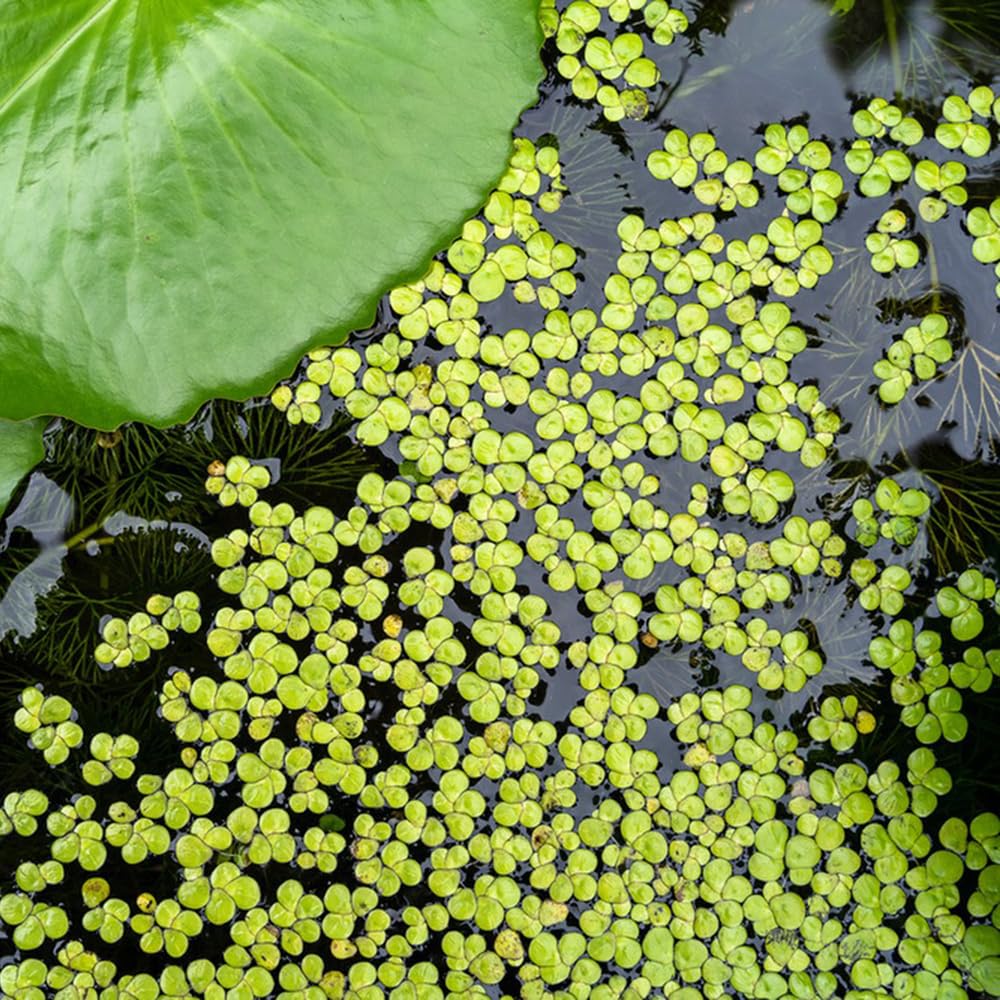 semi di lenticchia d'acqua (Lemna minor). lenticchia d'acqua per mini laghetto galleggianti da interno stagno, perenni medicinali 250pcs