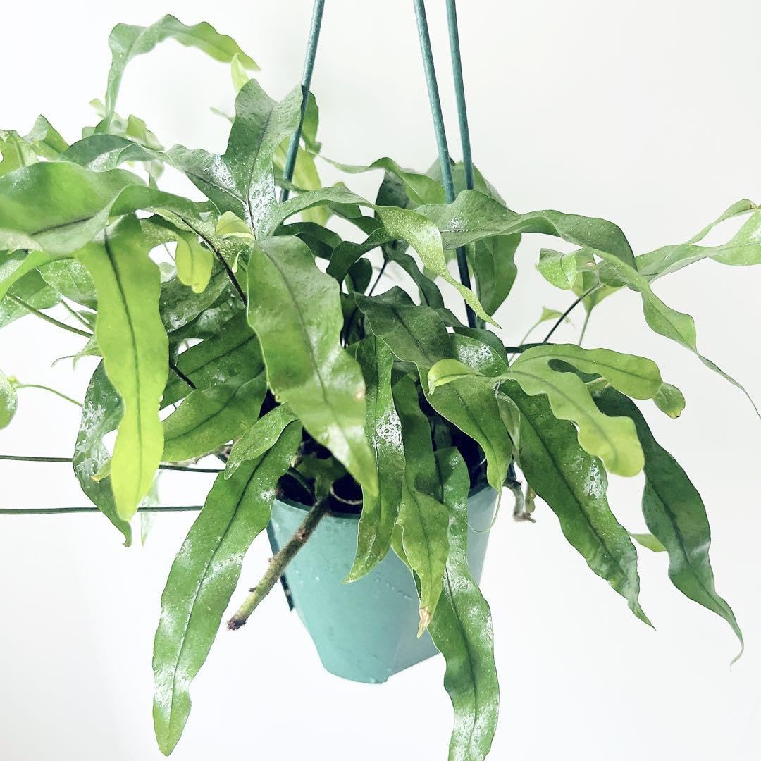 Amazon｜《希少》カンガルーファーン ミクロソリウム ディベルシフォ