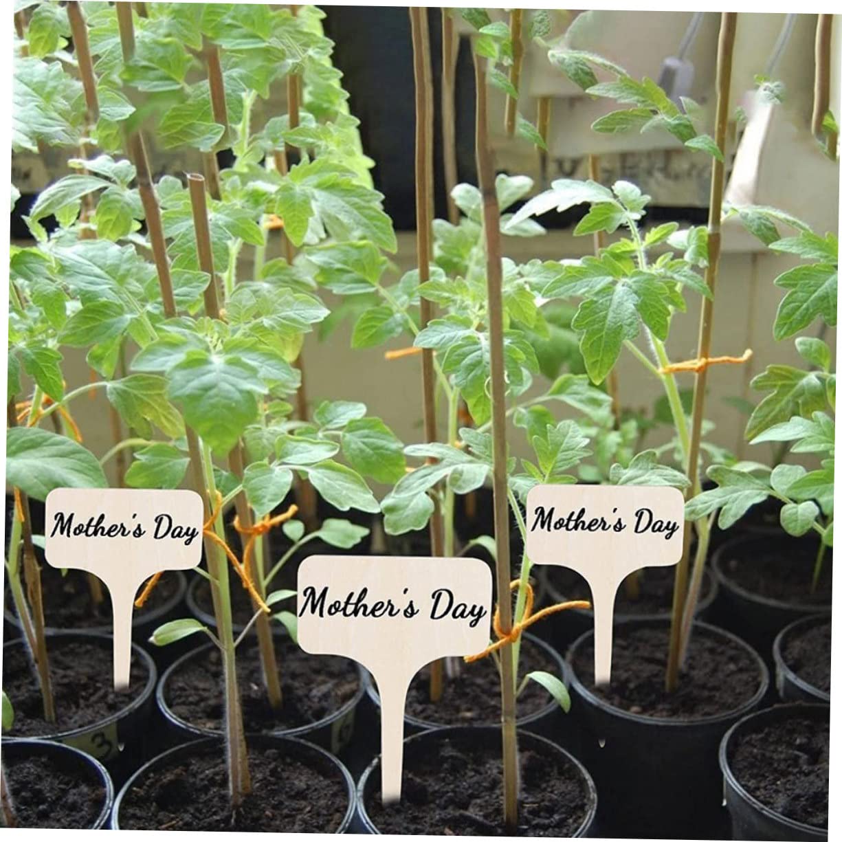 ibasenice 5 Ensembles Étiquettes De Plantes Naturel De Marqueurs Pour Identification Fleurs Pour Pépinières 20 Pièces * 5
