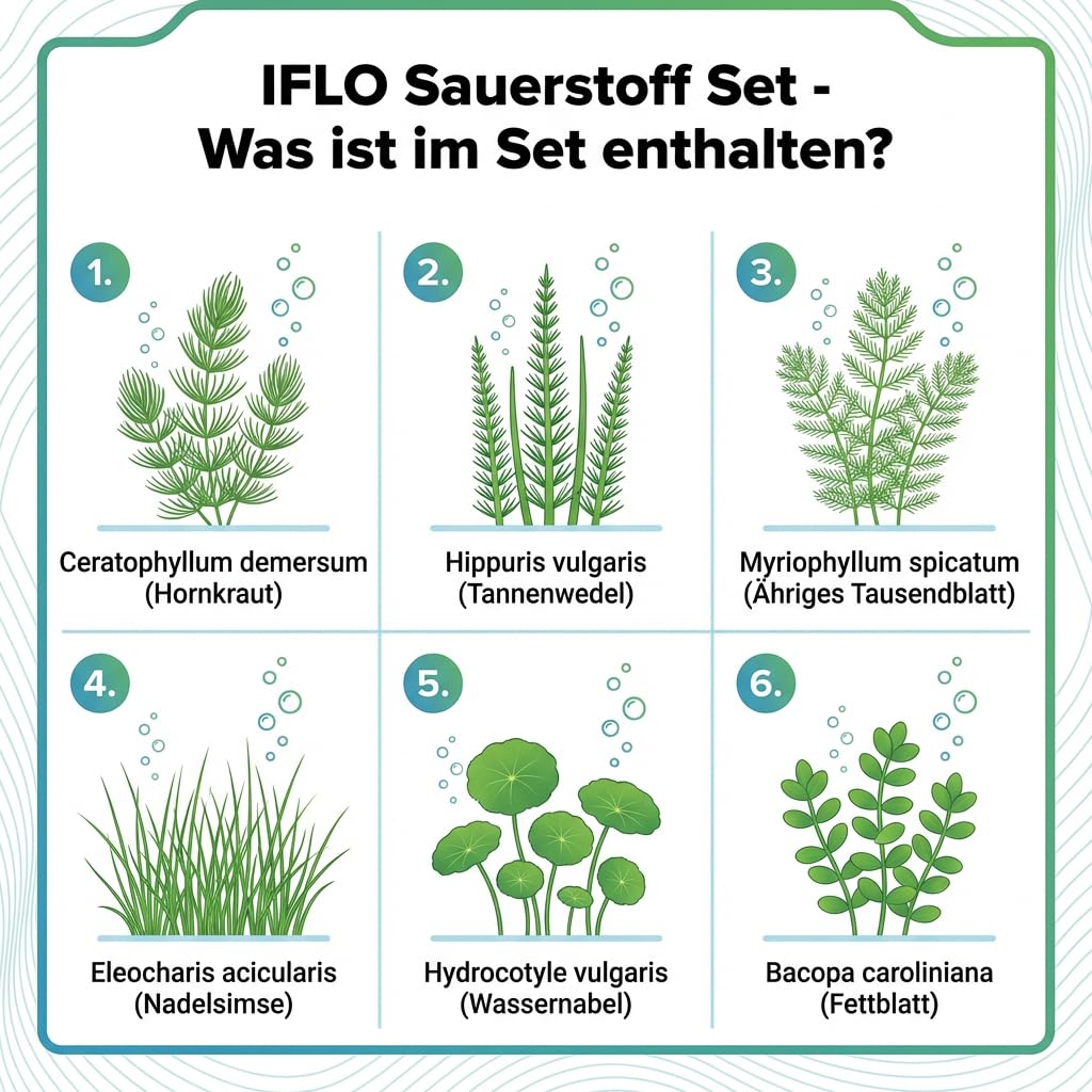 IFLO® 6er Set Sauerstoff Teichpflanzen – Wasserpflanzen für klares Wasser – Winterhart & Pflegeleicht – Nachhaltig aus Holland – Zone 5 - 3
