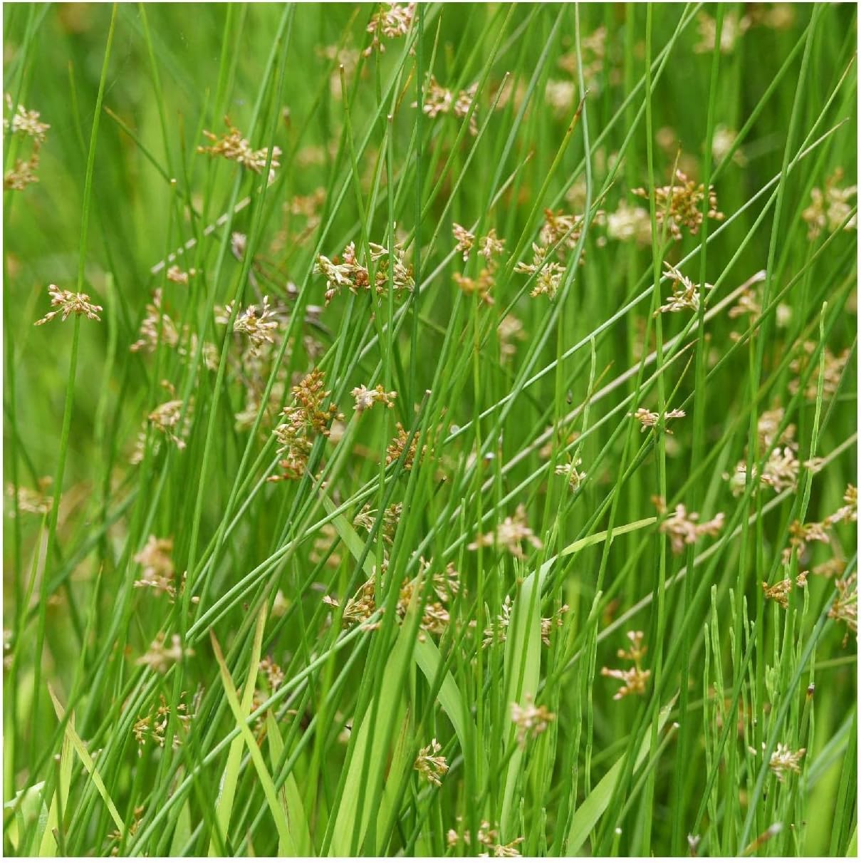 Everwilde Farms - 1/4 Lb Common Rush Native Grass Seeds - Gold Vault