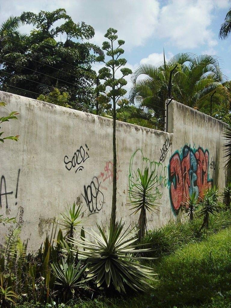 Agave 'Marginata' - Agave Angustifolia 'Marginata' - Le Jardin Du