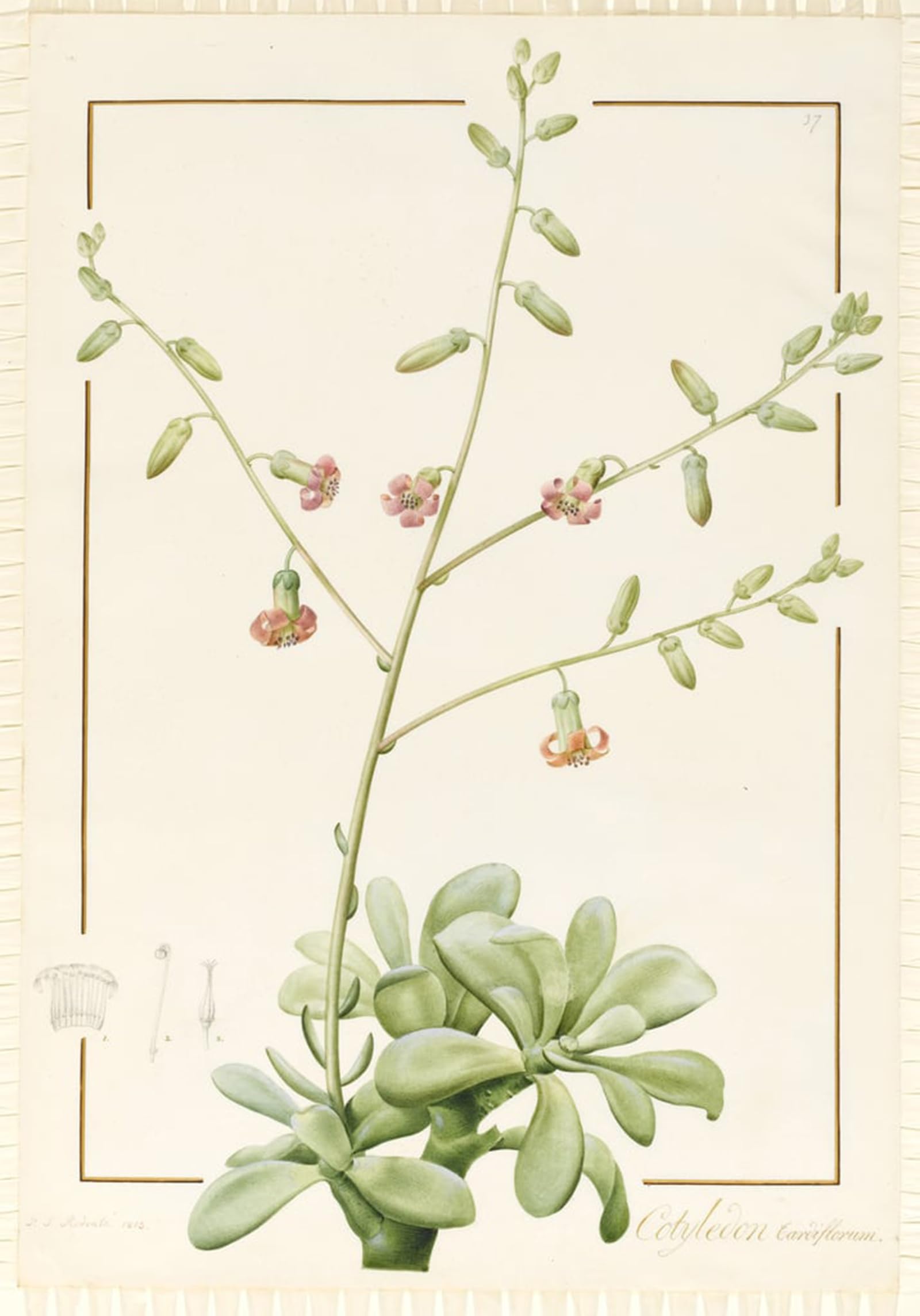 Posteriik No Frame Famous Animal Posters Vintage Picture Cotyledon Cardiflorum By Pierre Redouté Modern Wall Decor For Home Decor 60X90cm