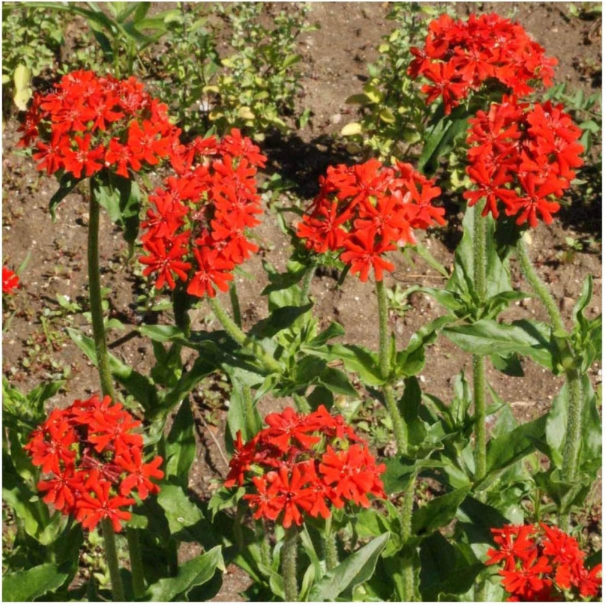 Everwilde Farms - 1 Lb Maltese Cross Wildflower Seeds - Gold Vault