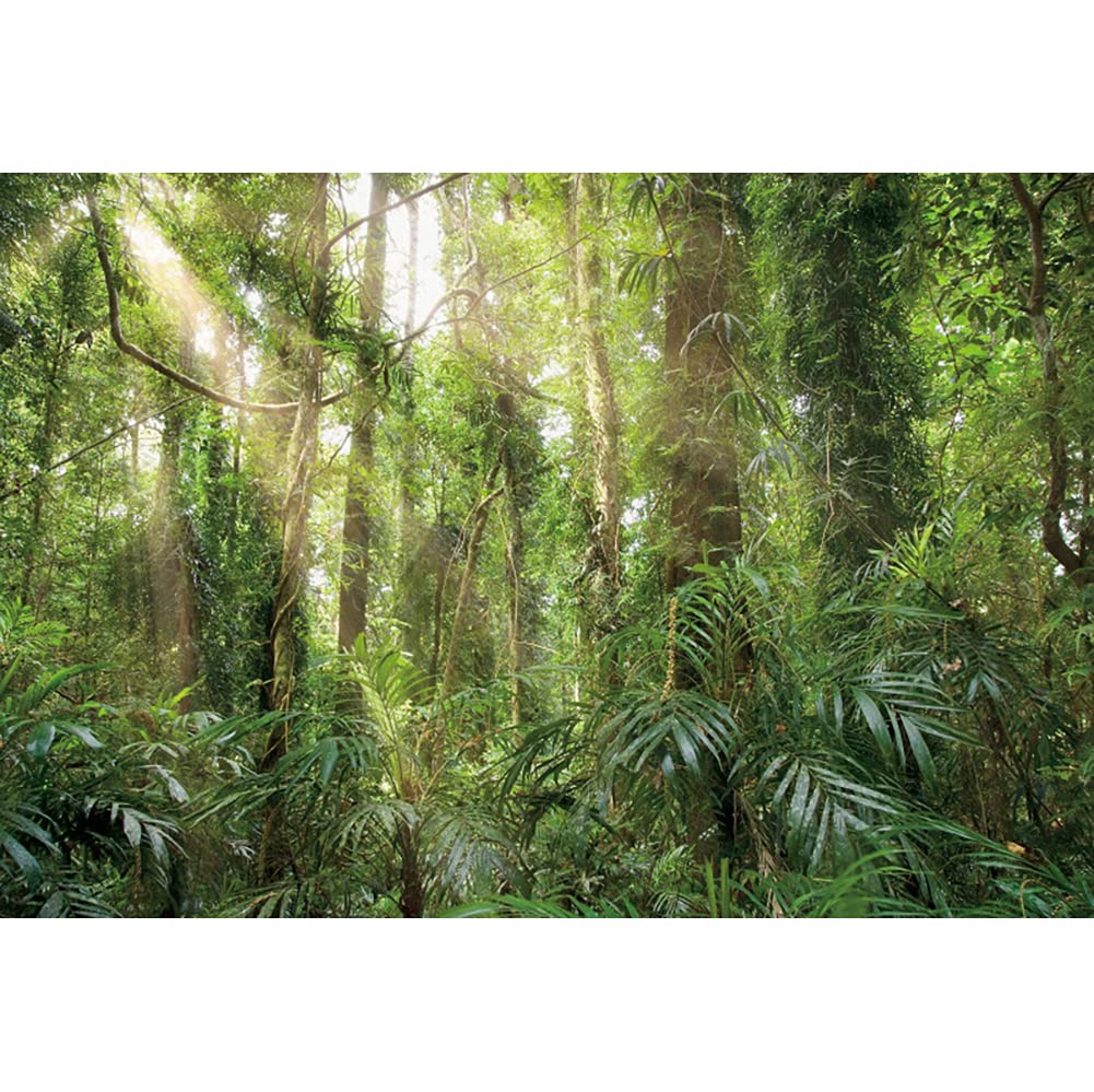 12x8ft Tranquilo Fondo de poliéster Forestal Natural Sunshine Evergreen Forest Jungle Spring Forest Landscape Background Campamento temática Pancarta Accesorios de Estudio fotográfico