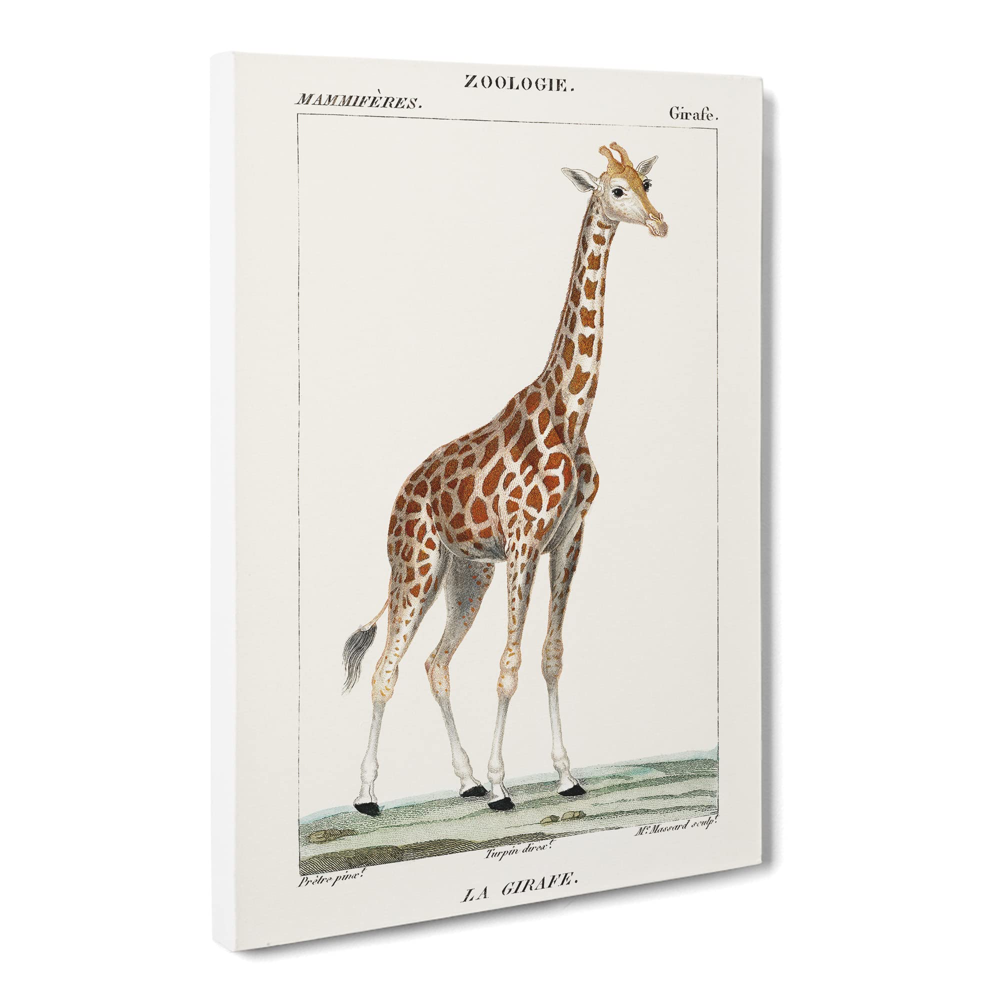 Giraffe By P.J.F. Turpin Canvas Print, Mixed, 25L x 50W cm