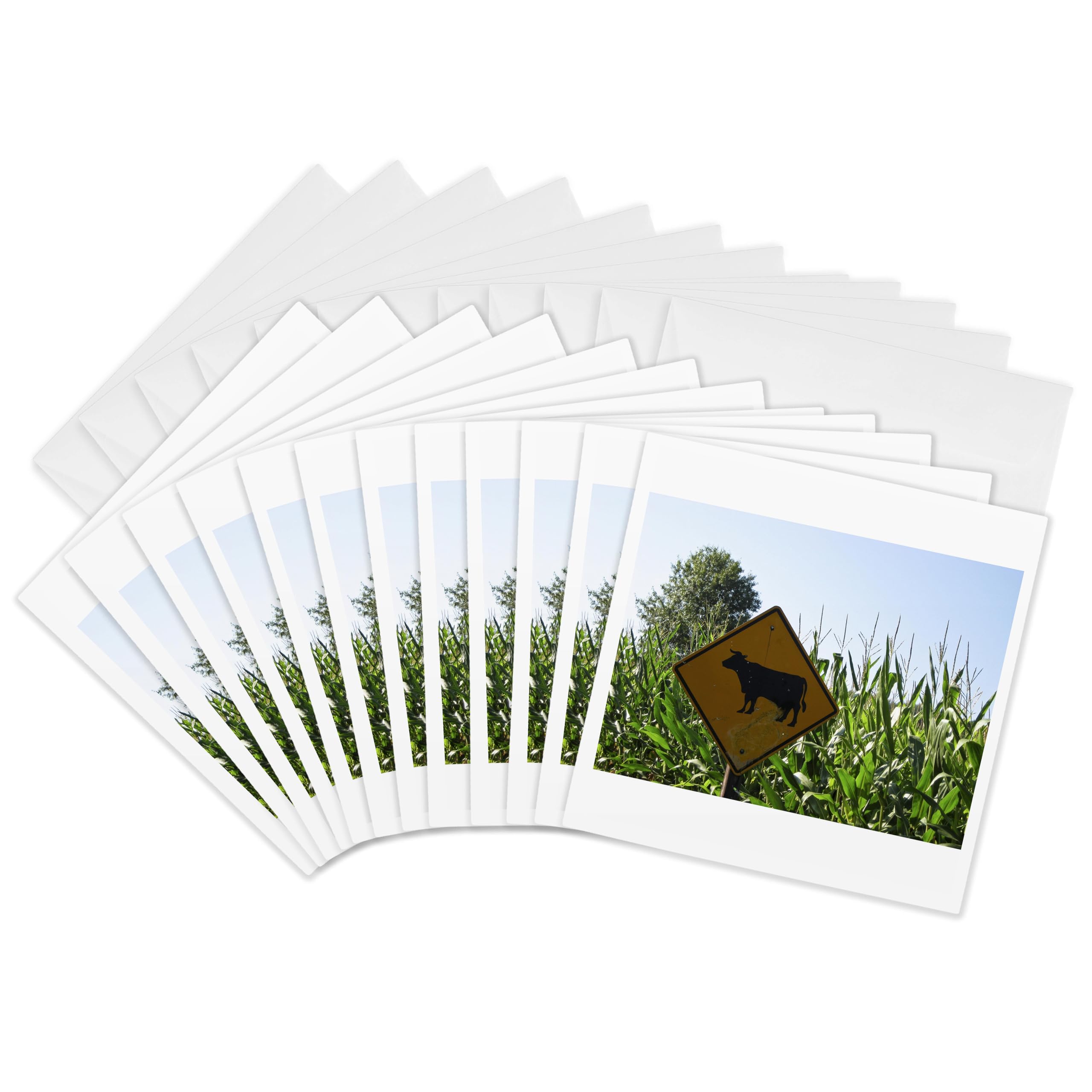 3dRose gc_6834_2 6 x 6-Inch "Cow Crossing" Greeting Card (Pack of 12)