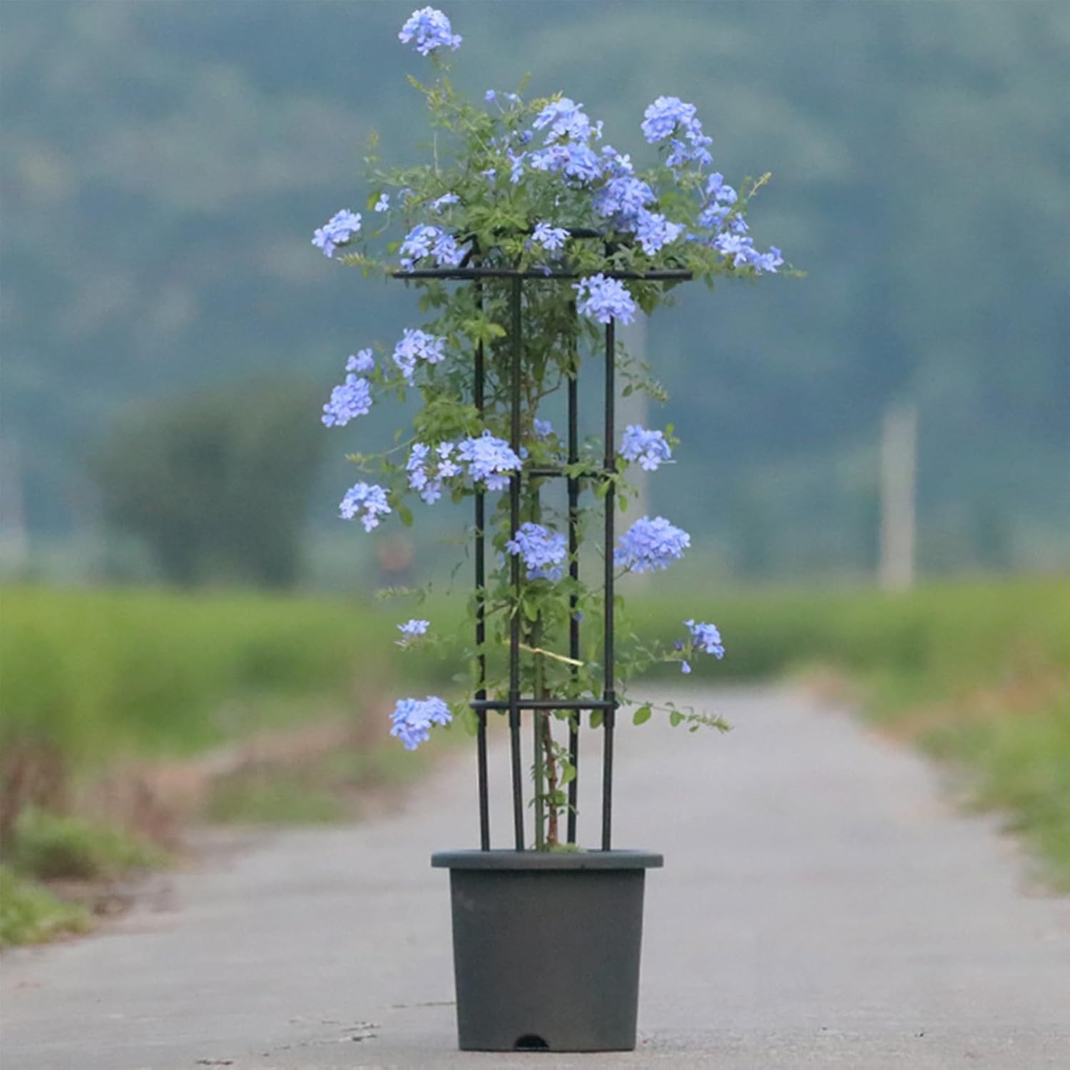 Garden Trellis for Climbing Plants | Rustproof Stable Vertical Climbing Vine Supports | Flower Mushroom Top Trellis,for Vine Rose Clematis Vegetable Dragon Fruit Cucumber Hydrangeas Jasmine