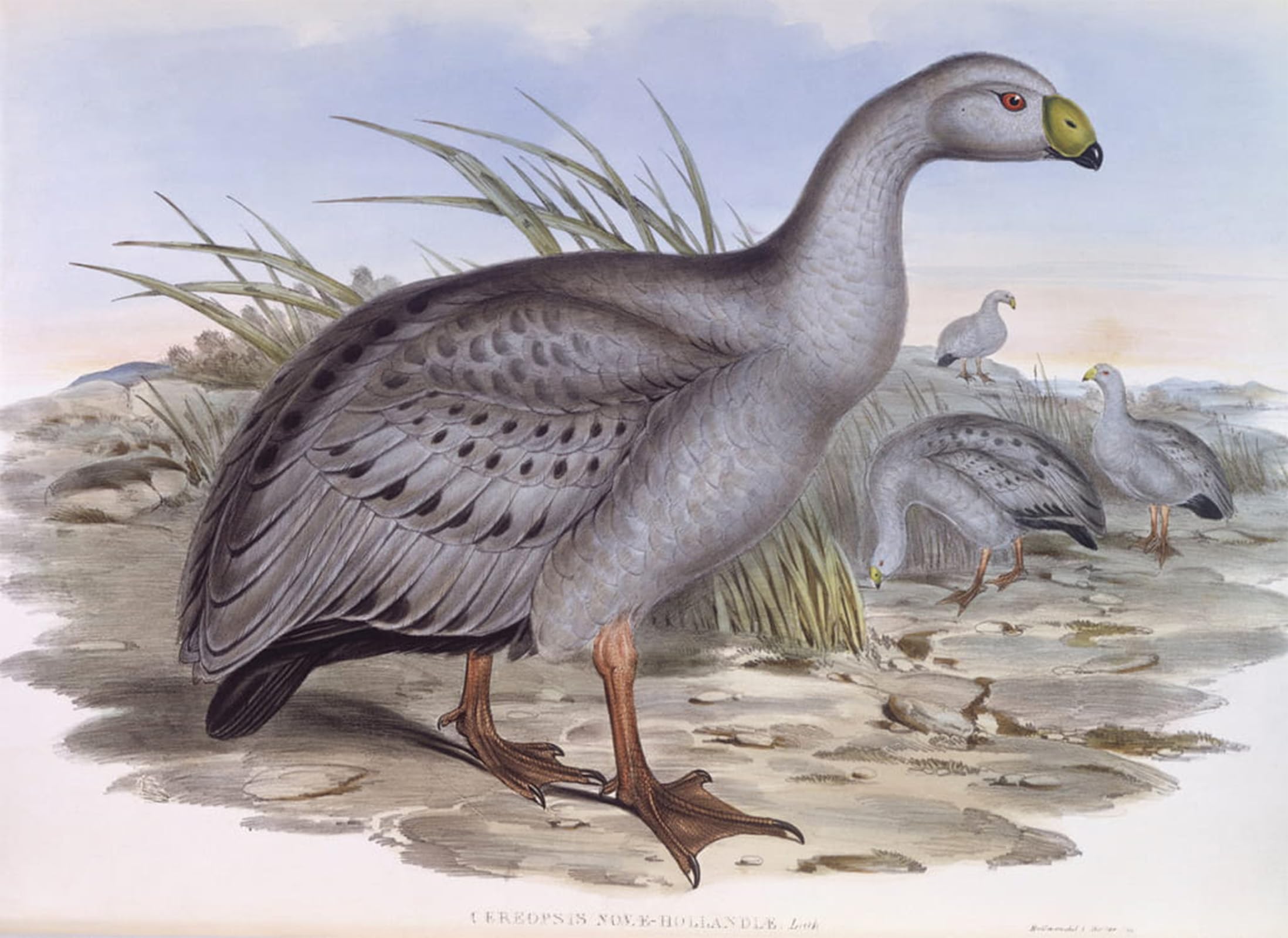 POSTERIIk Vintage Art Print Images Pictures Print Animal Bird Cape Barren Goose Engraving by John Gould Modern Colour Posters for Office Home Decor 60x90cm