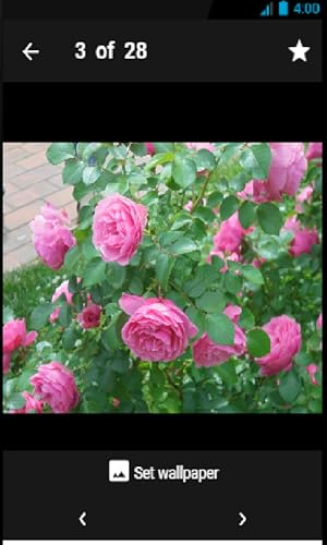 Roses Wallpaper