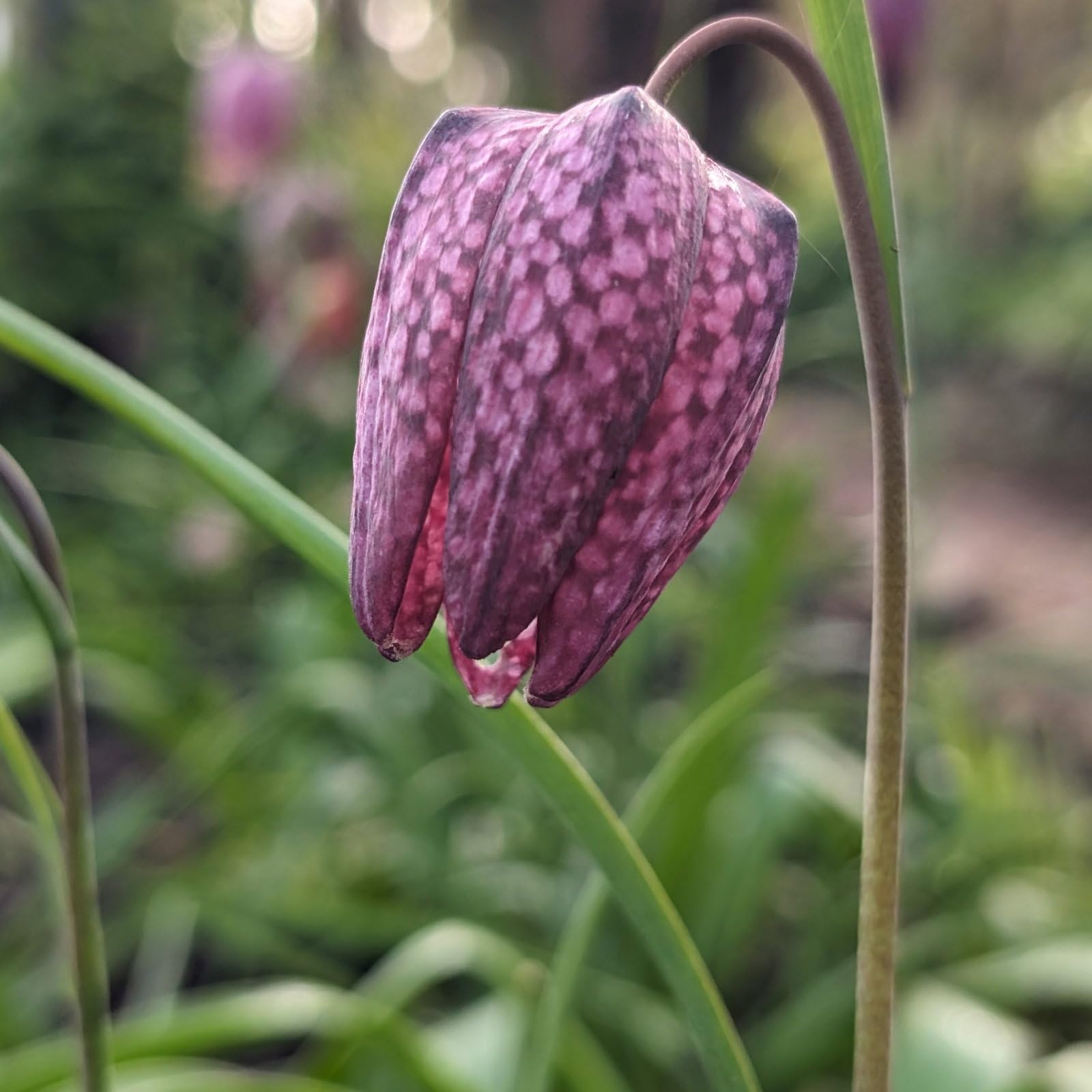 Plant World Seeds - Fritillaria Meleagris Seeds (Perennial Flower Seeds)