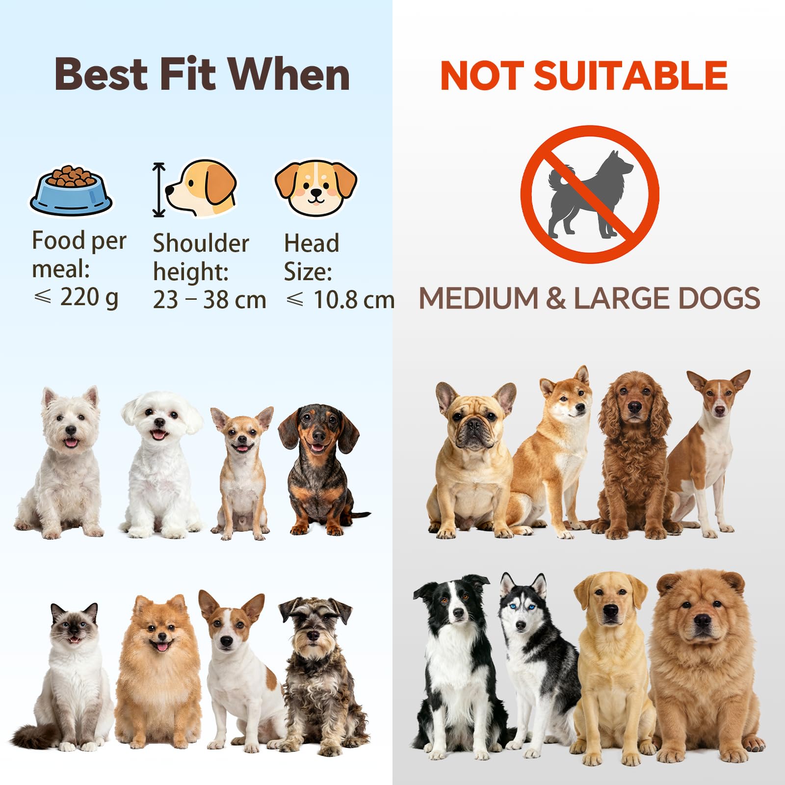 Gamelle surélevée pour chien et chat - Gamelle en céramique pour nourriture et eau - Gamelles confortables pour animaux domestiques avec support en fer doré