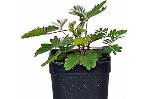 Mimosa Pudica: The Enchanting Sensitive Plant of the Foliage World