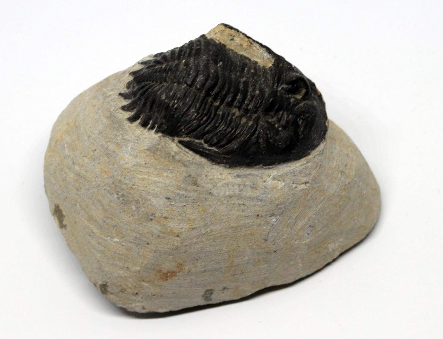 Hollardops Trilobite Fossil Morocco 390 Million Years Old #15758 9o