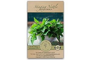 Seeds - Stinging Nettle Seeds - Non-GMO Seeds Open-Pollinated Heirloom