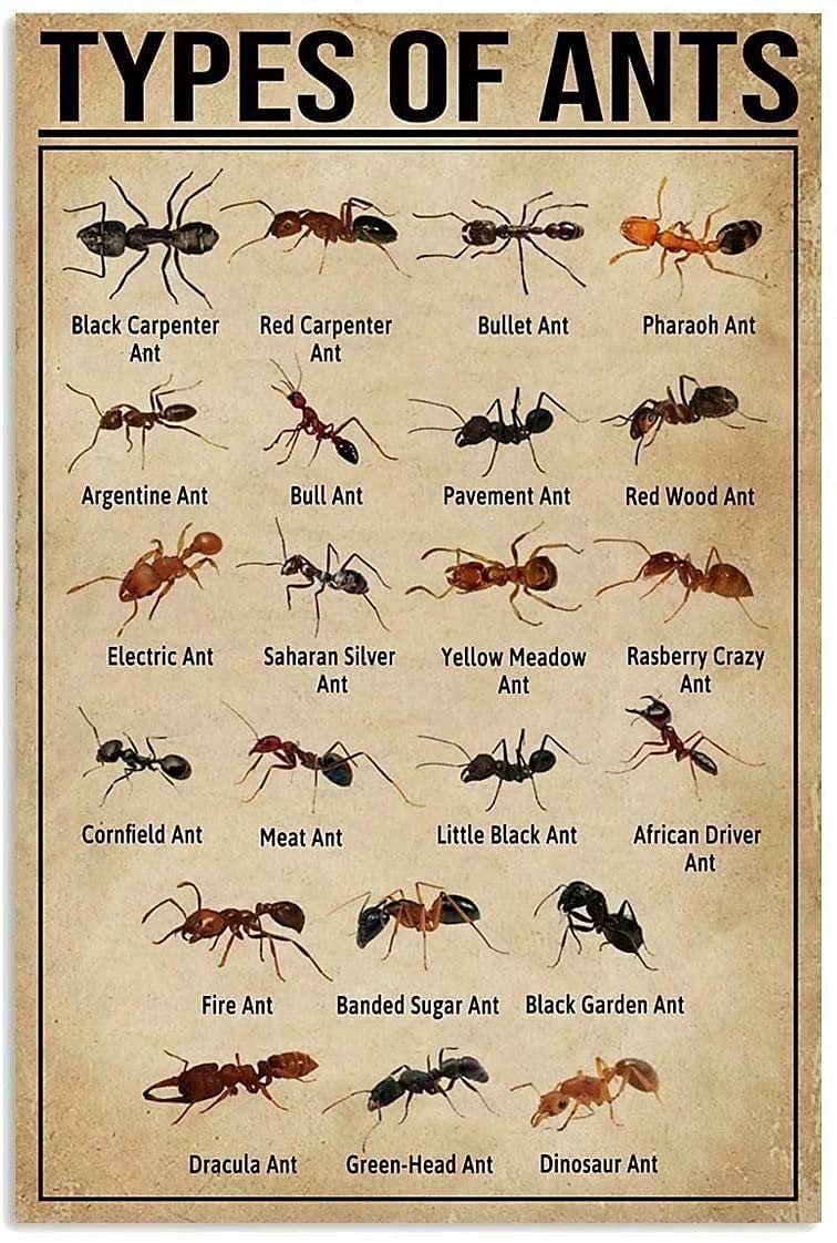 Metal Tin Sign Types Of Ants Knowledge Metal Signs,Tavern Poster Garage Man Cave Club Novelty And Interesting Bathroom Toilet Wall Decoration 12X16 Inch