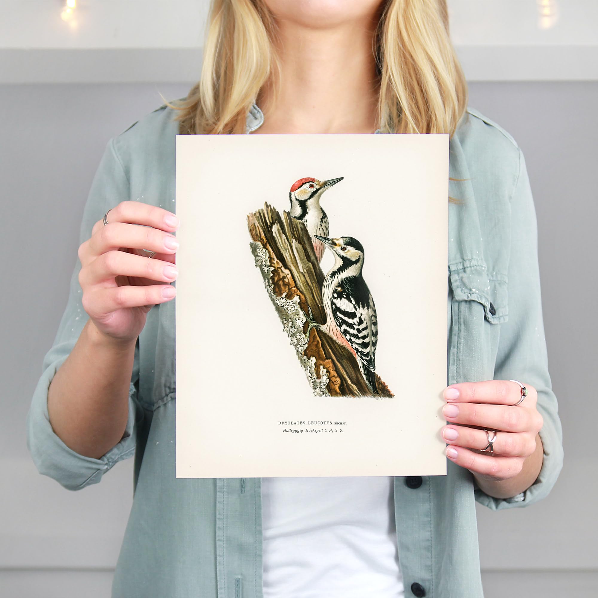 Amazon.com: Vintage Bird Art Prints (Set of 6) - Unframed - 8x10s