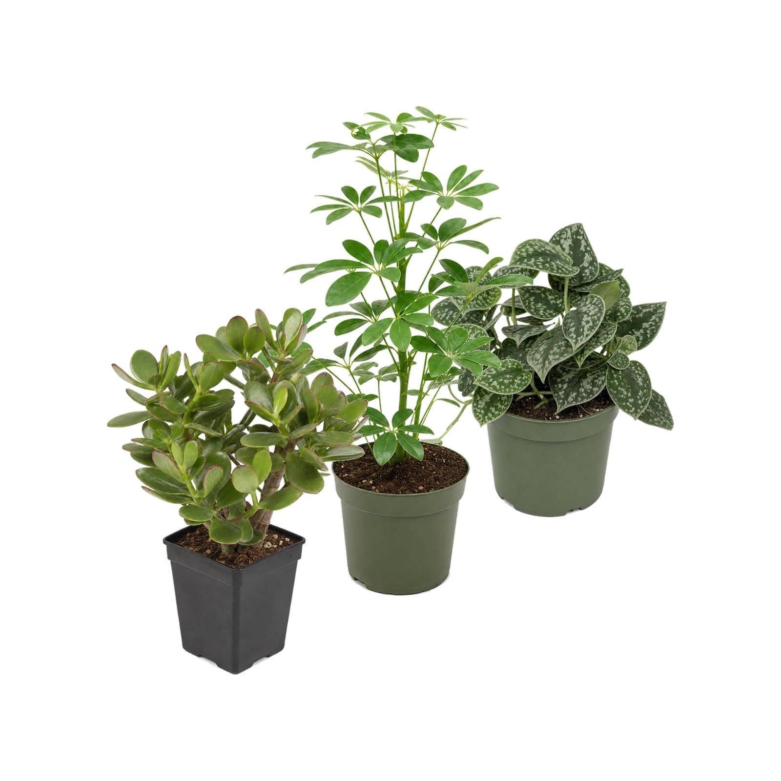 Selección de 3 Plantas para Portes Verticales y Colgantes DECOALIVE