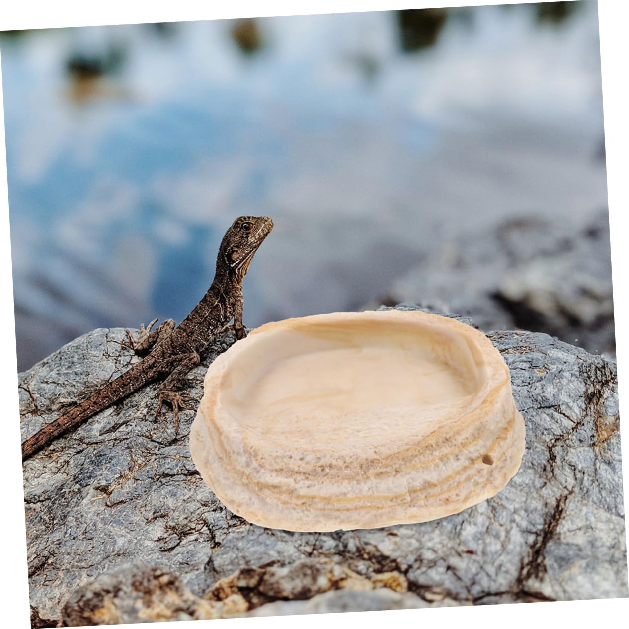2 Cuencos de Resina para Reptiles Borde Antivuelco, para Geckos y Serpientes en Terrario