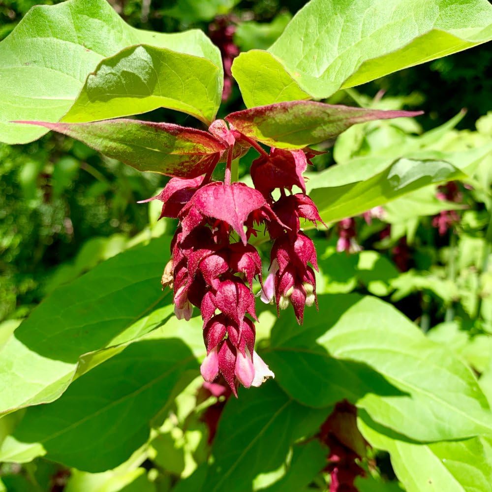 Leycesteria Formosa 'Purple Rain' Stunning Purple and White Flowers Elegant Deciduous Shrub Hardy & Low Maintenance Ideal for Borders & Wildlife Gardens 2X 3.6 Litre Pot by Thompson and Morgan