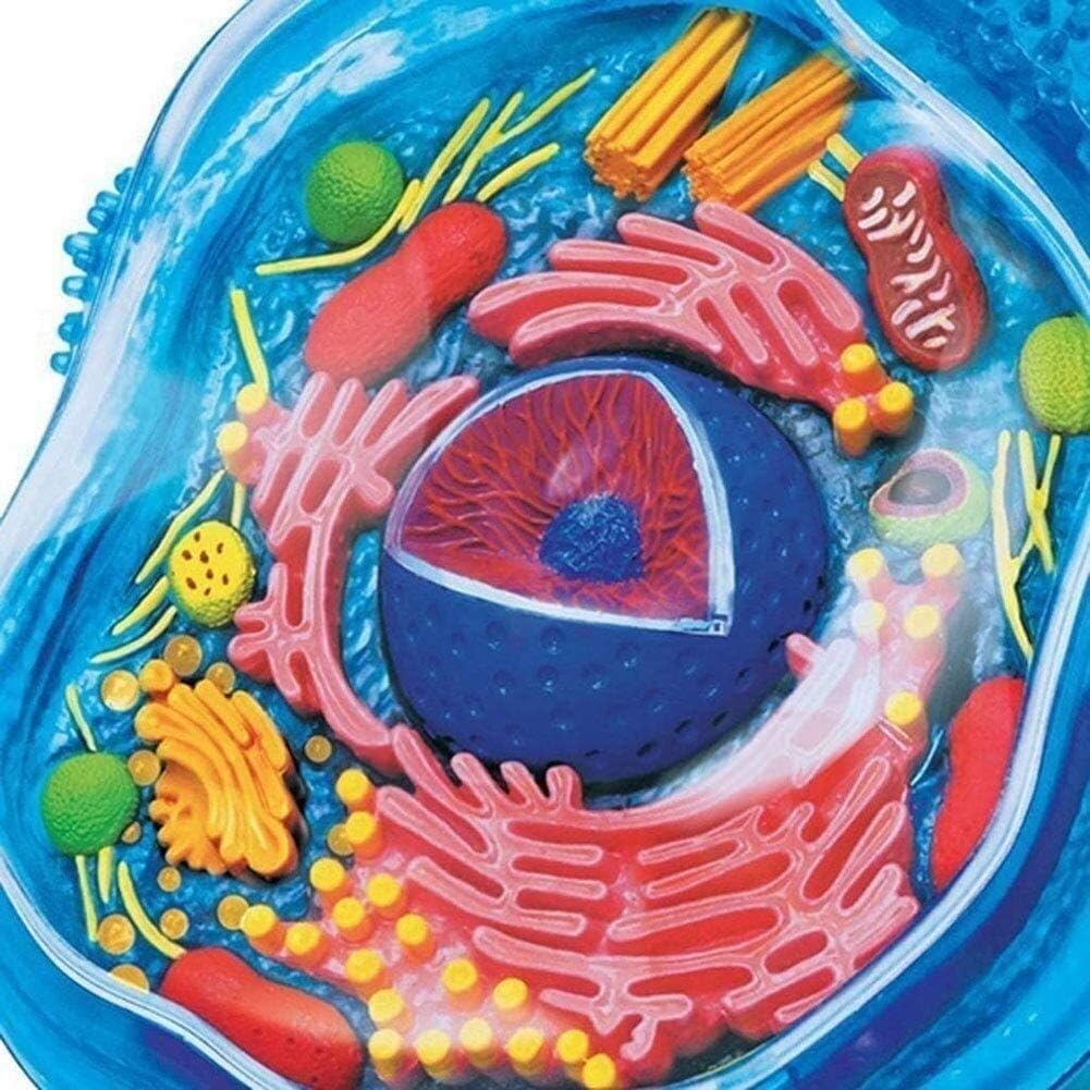 Tierzelle Anatomie Modell mit 24 Teilen für Biologie Studium und Lehre