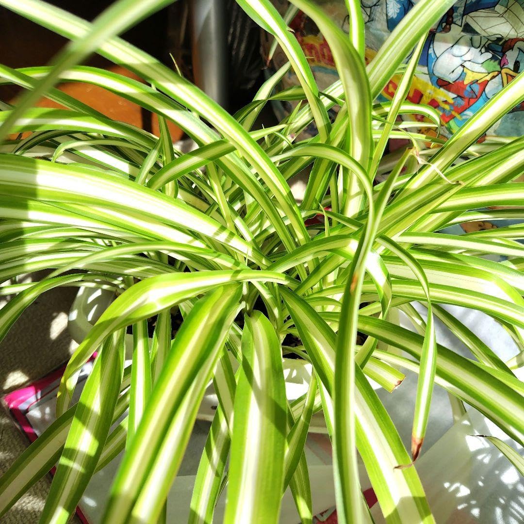 Amazon｜オリヅルラン オリズルラン 観葉植物 葉の広がり約50cm｜観葉
