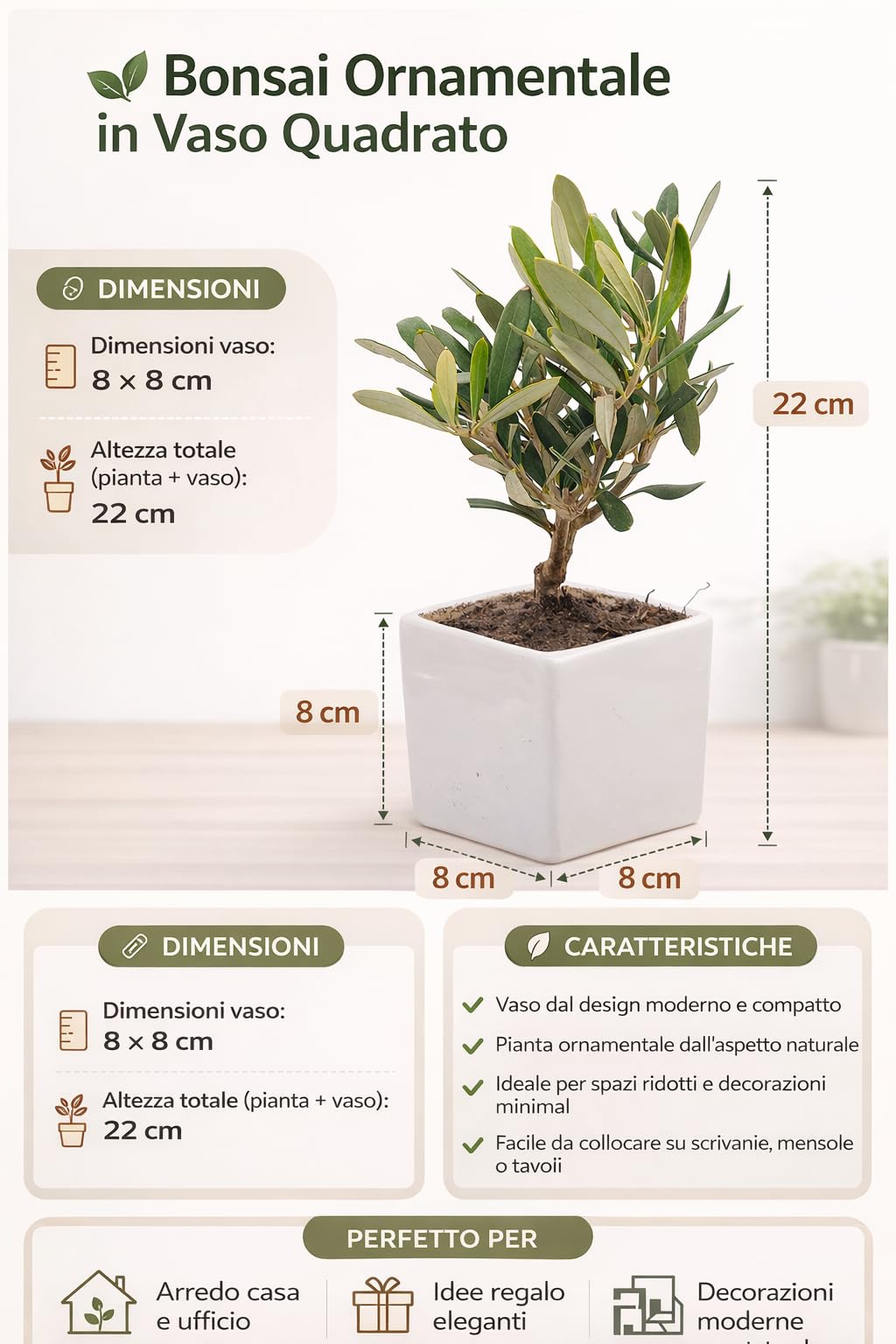 Sicilia Bedda - Bonsai Ulivo Olea Europaea in Vaso Quadrato in Ceramica Bianca - 8x8 cm - Altezza Totale 22 Centimetri Circa