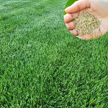 20000 Zoysia Emerald Grass Seeds, Emerald Zoysia Grass for Garden | Garden Beds, Patio Containers, Low Maintenance, Yard Landscape, Full Sun, Zones 5-9