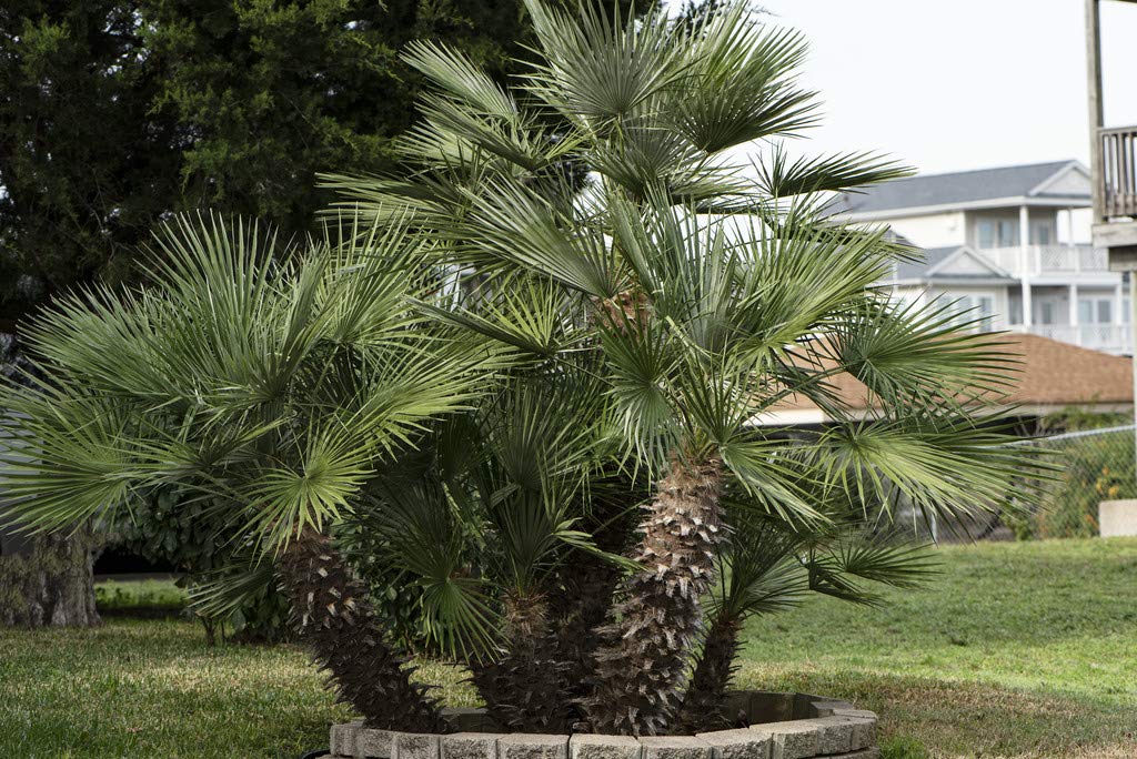 Bloomique - Lot de 2 - Chamaerops Humilis - Palmier nain européen - Palmier rustique - Plantes de jardin - Hauteur 40-50 cm - Pot 15 cm