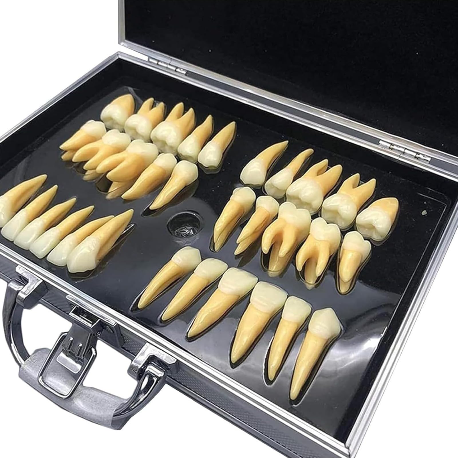 Kit di denti dentali ingranditi con custodia, strumento didattico educativo per professionisti dentali e studenti