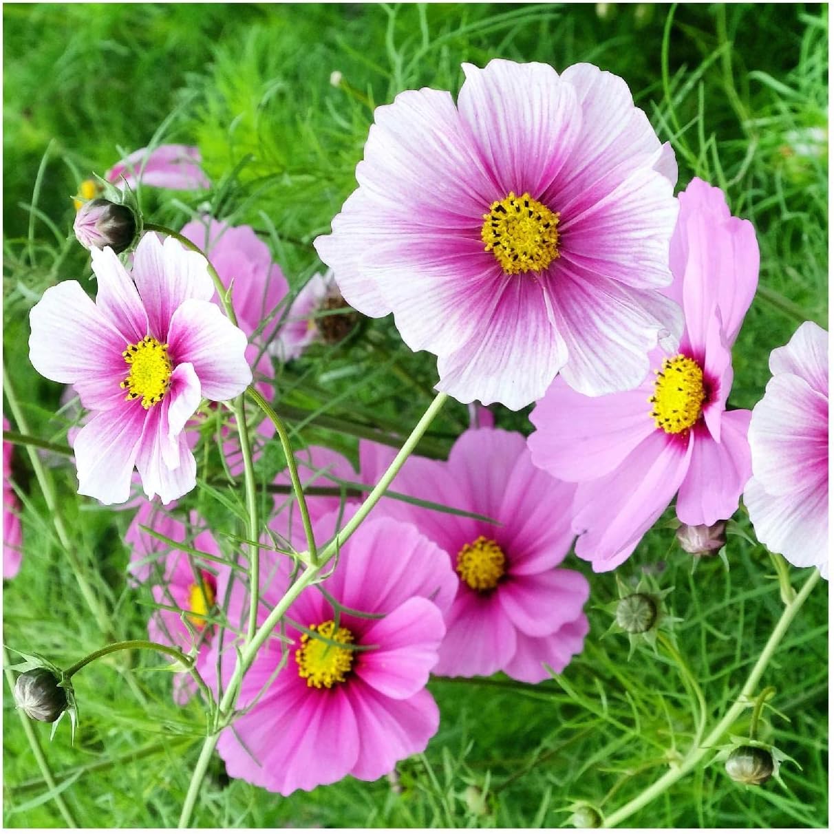 Everwilde Farms - 1 Lb Daydream Cosmos Wildflower Seeds - Gold Vault
