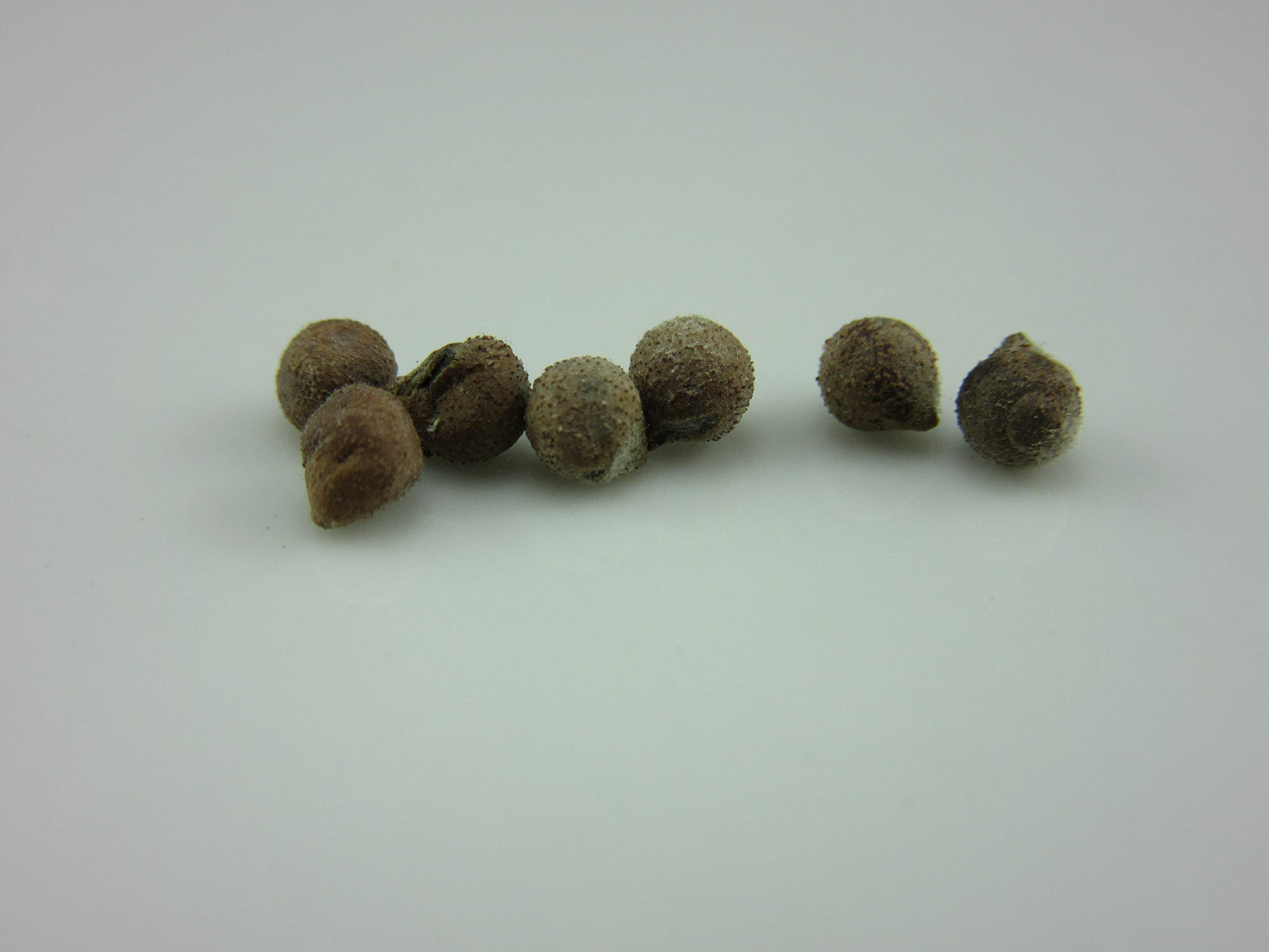 Amazon.com : 1285-Giant White Hibiscus (MOSCHEUTUS Hybrid MAXMIA