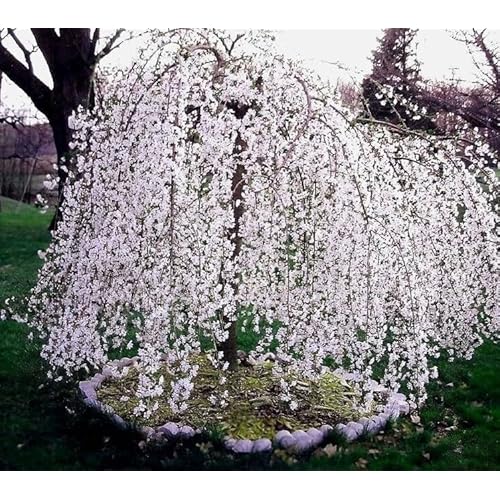 Weeping Cherry Tree - 6-12" Tall Live Plant - White Flowering Ornamental Japanese Cherry Blossom Seedling - 3" Pot