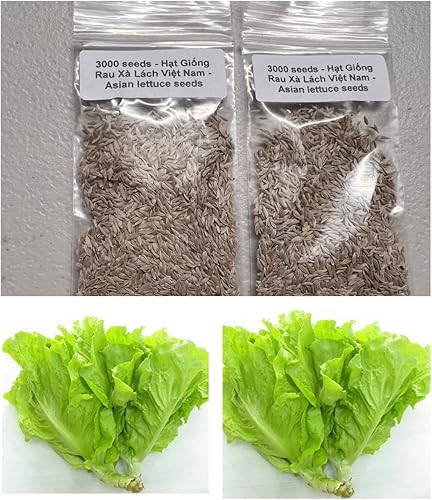Miniatura 2 de 2 bolsas de 3000 semillas de lechuga vietnamita muy fácil de cultivar muy productiva todas las estaciones xà lách Việt NAM La lechuga más favorita