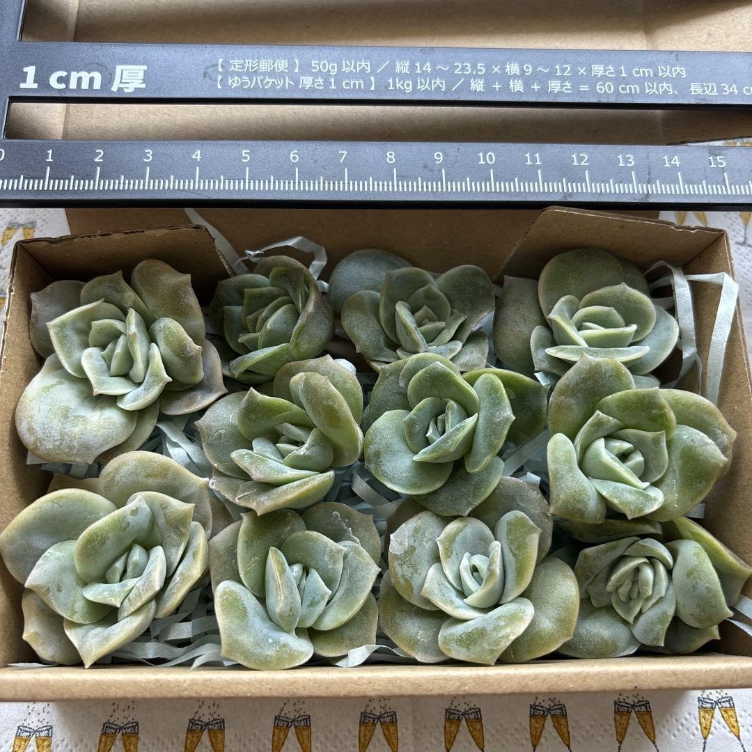 Amazon.co.jp: 多肉植物 ラブリーローズ カット苗セット 7 : DIY・工具