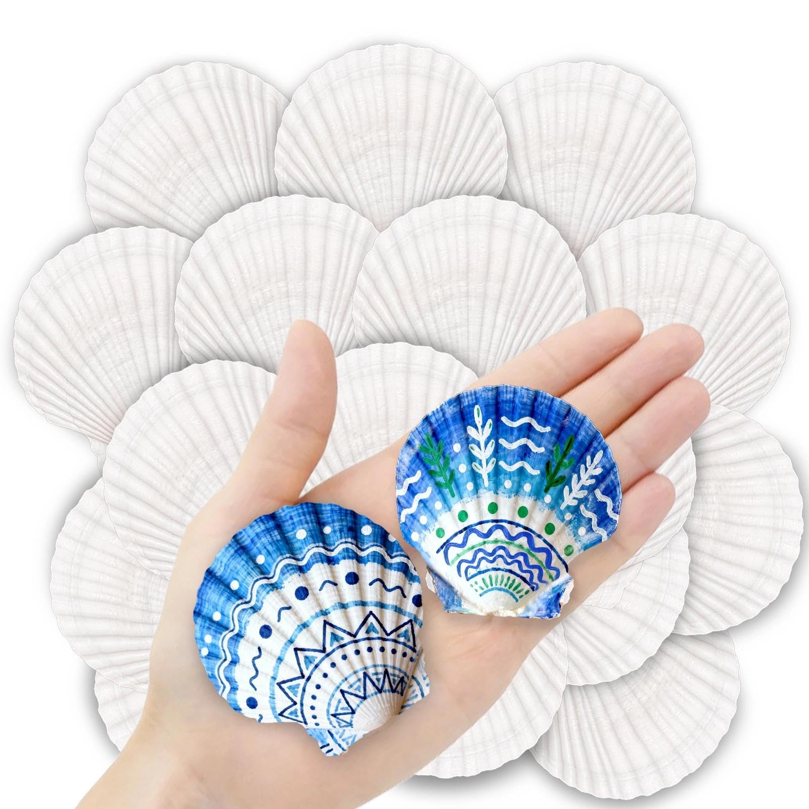 ReePlan 36PCS Natural Scallop Shells - vase fillers | Mubboo