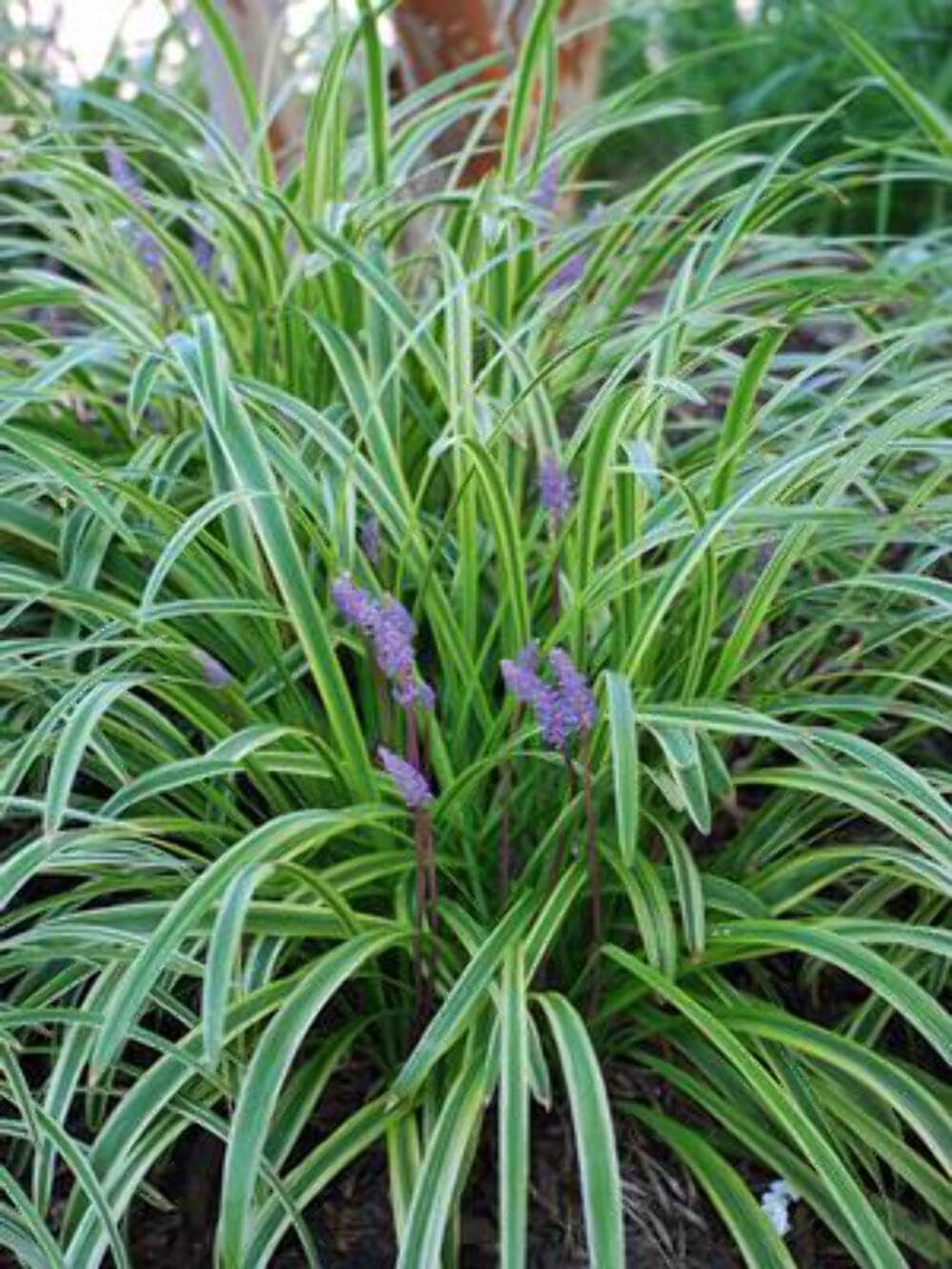 Perennial Farm Liriope M. 'Variegata' (Variegated Lilyturf) – Ornamental Grass in #1 Container, Lilac-Purple Flower Spikes, Variegated Green & Cream Foliage, Shade Tolerant, Great for Borders & Edging