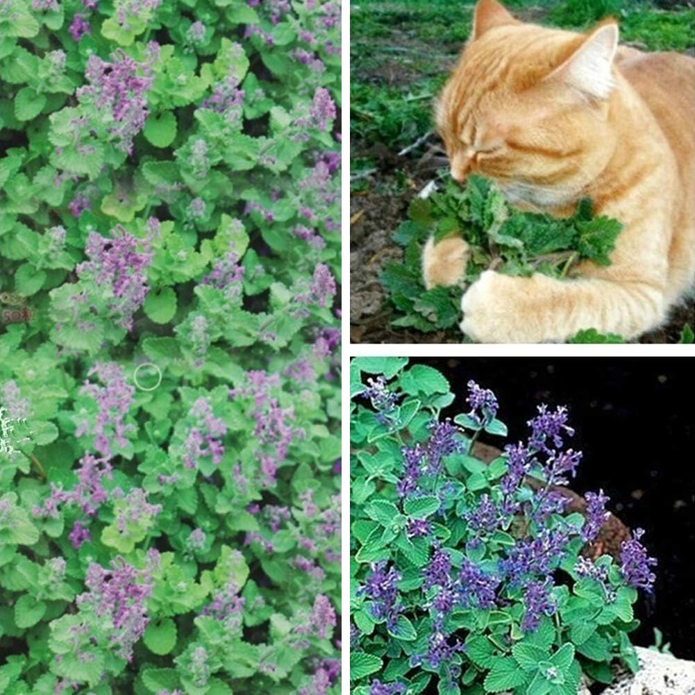 50+ Seeds- Catnip Flower Seeds - Natural Insect Repellent - Grow Year Round - All India (B0D549PMCF) Amazon Price History, Amazon Price Tracker