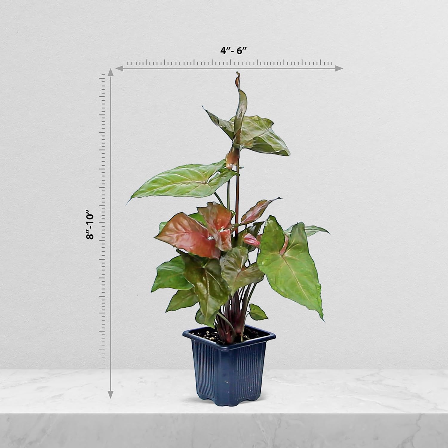 6 Pack Syngonium Maria Allusion Live Plant Bundle, 3 Inch Pots, Arrowhead Vine Houseplant, Indoor Tropical Foliage Plant