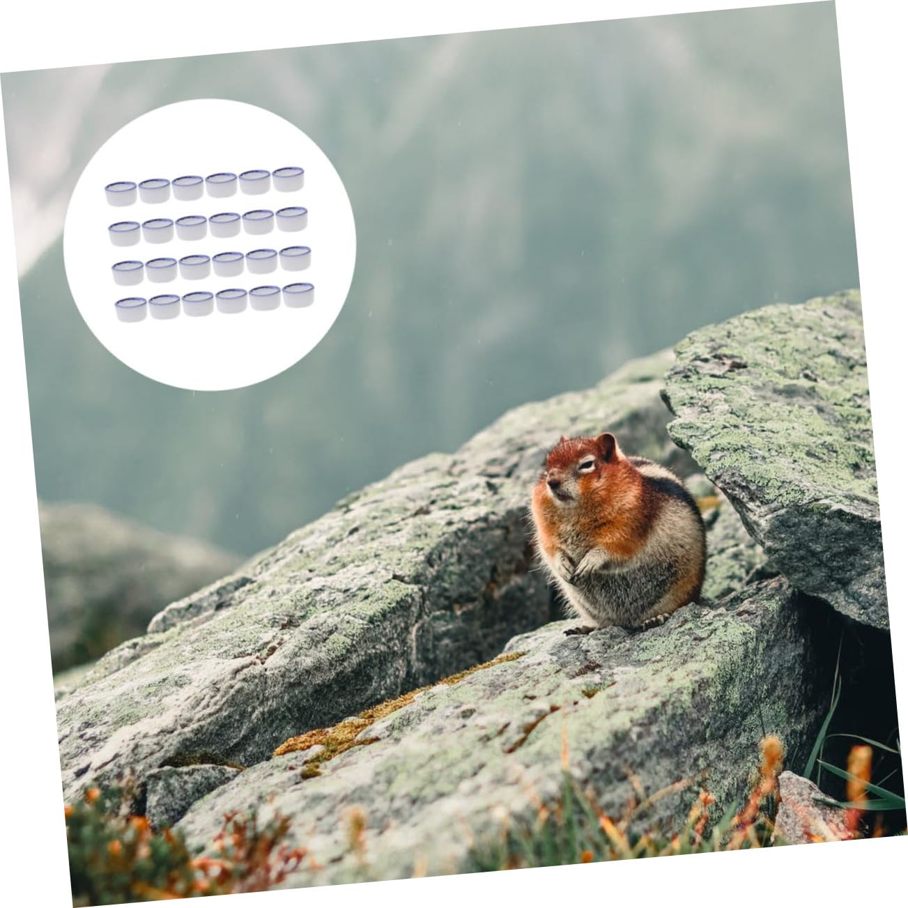 Kisangel 72 Ciotole per Rettili da Resistenti e Leggere per Facili da per Animali Come Scorpioni Tartarughe e Lucertole