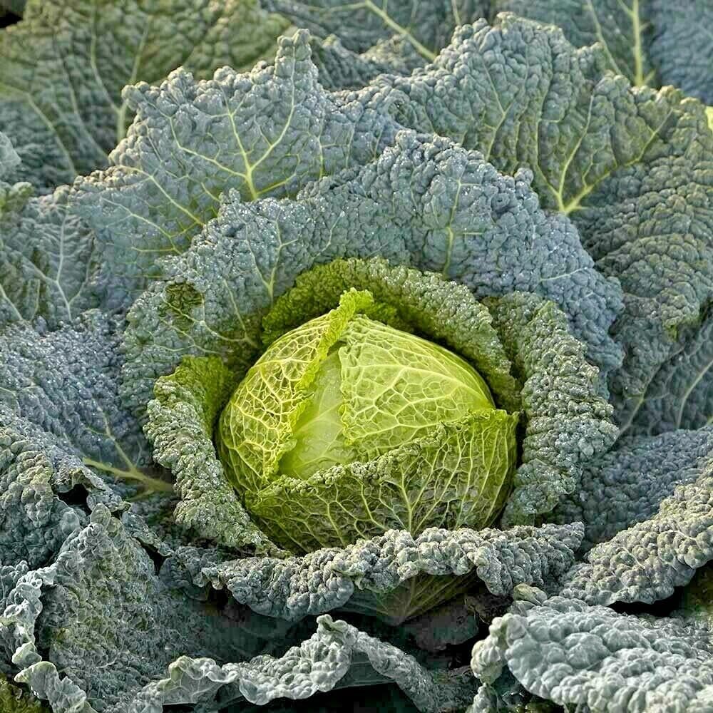 Buy4seeds Cabbage CORDESA F1-20 Seeds Club Root Resistant Easy to Garden Yard Patio