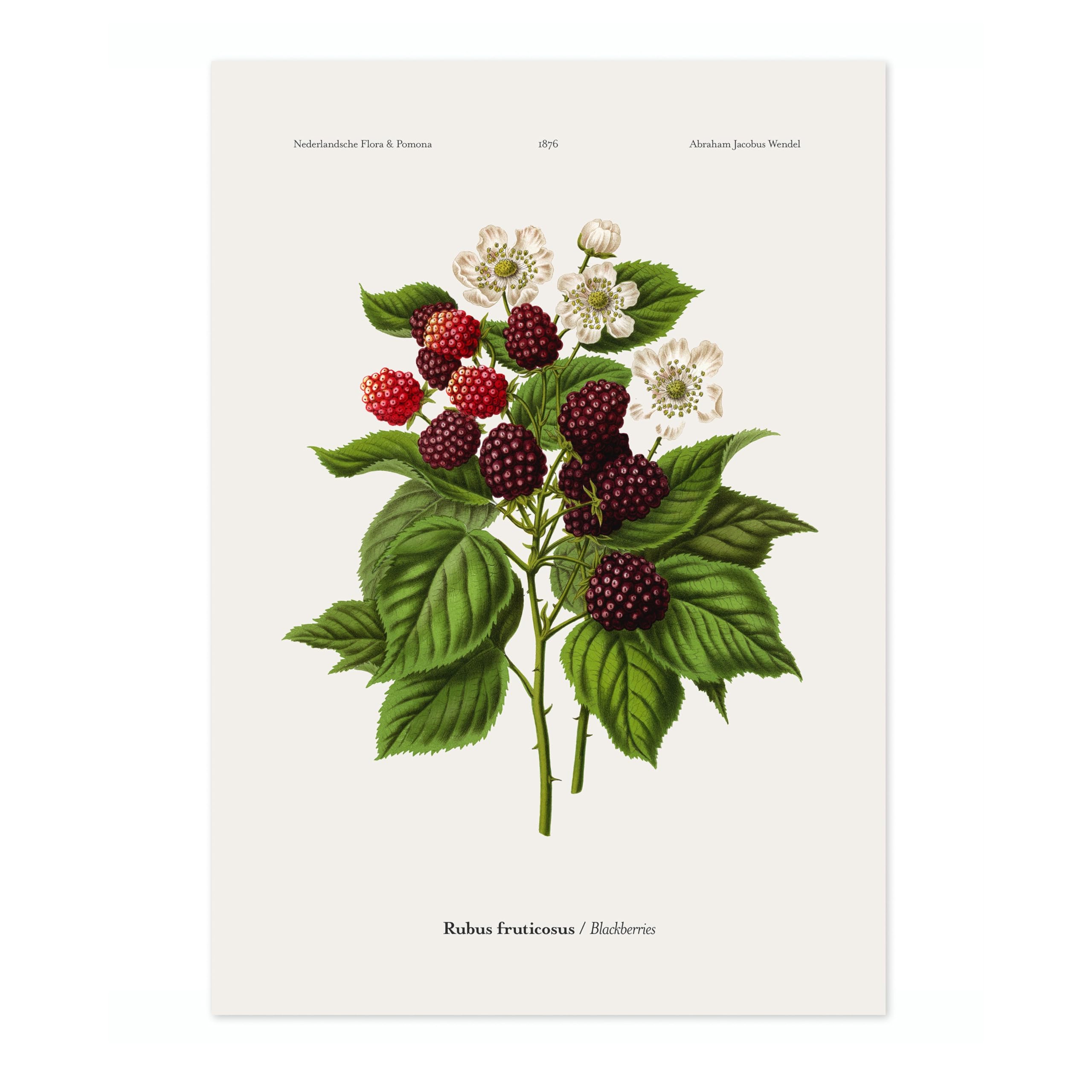 Blackberries A, J, Wendel Poster, Vintage Botanical Prints, Encyclopedia Retro Fruit Illustration Wall Art Plants, Kitchen Home Decor, A1 (Print Only) - 84.1x59.4cm — image 1