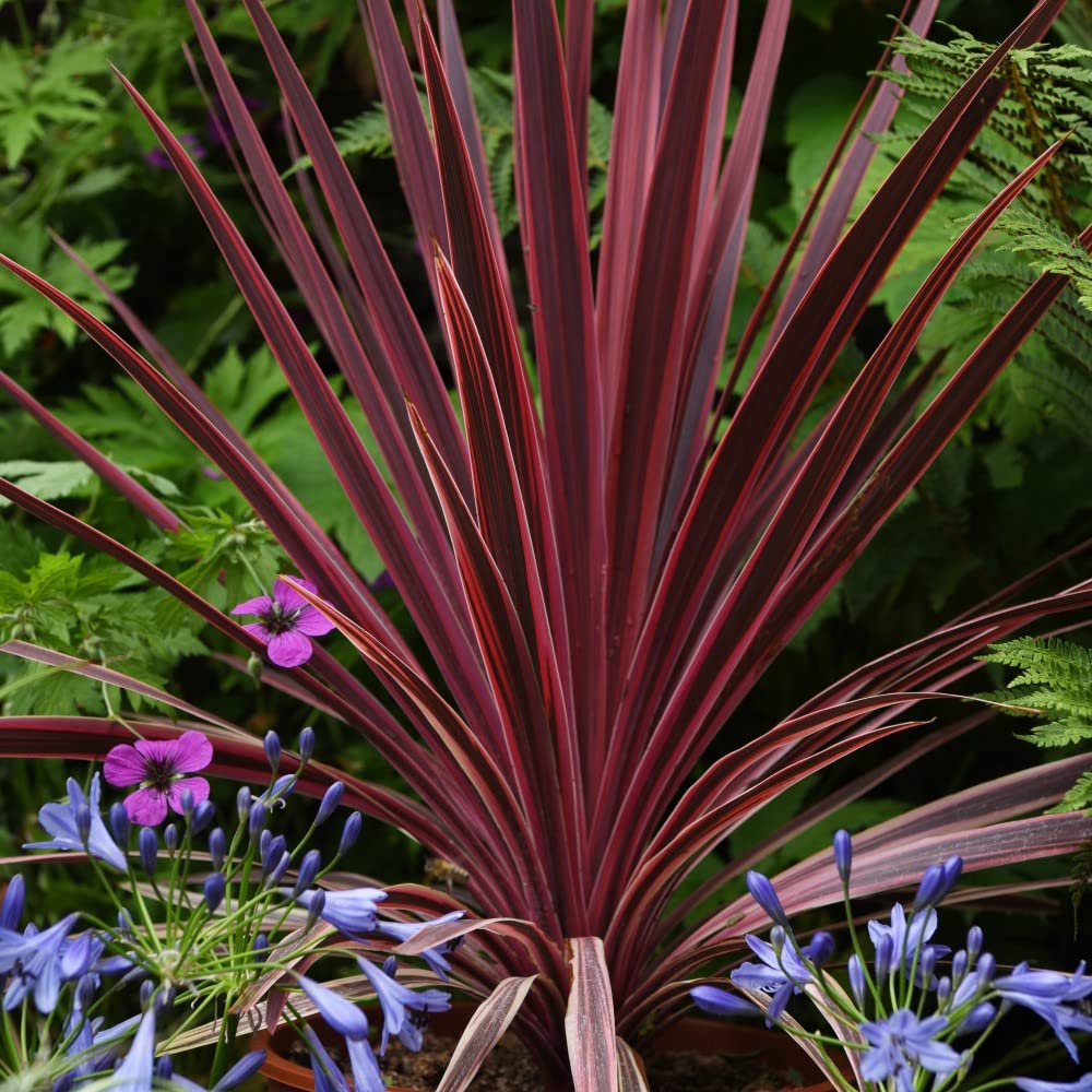Cordyline Torbay Red Cabbage Palm Hardy Shrub Australis Bronze-Red Foliage Small Spaces Coastal Gardens 1x 9cm Potted Plant Supplied By Thompson and Morgan (1)